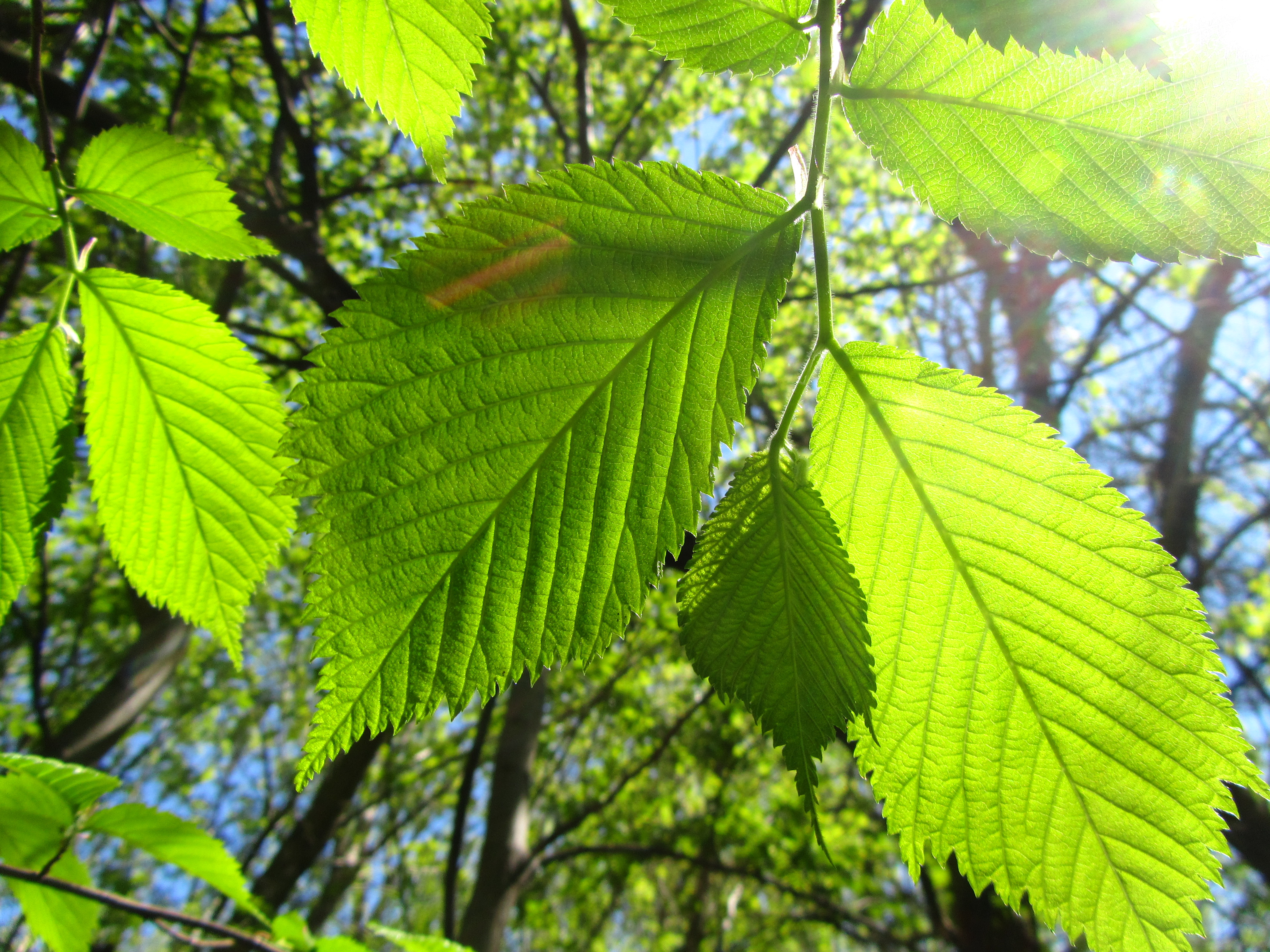 Handy-Wallpaper Blatt, Erde/natur kostenlos herunterladen.