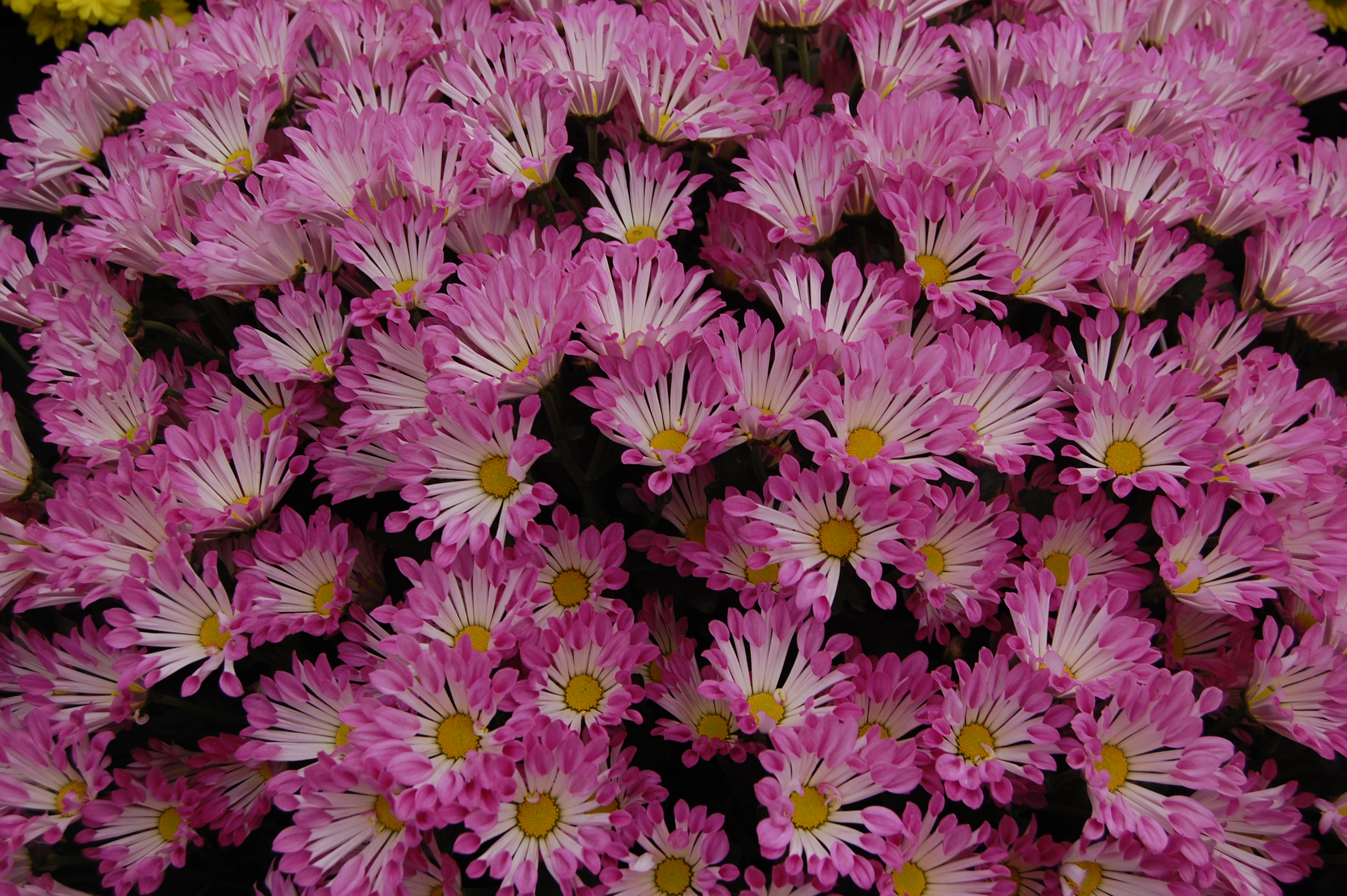 Laden Sie das Blumen, Blume, Nahansicht, Erde/natur, Pinke Blume, Chrysanthemen-Bild kostenlos auf Ihren PC-Desktop herunter