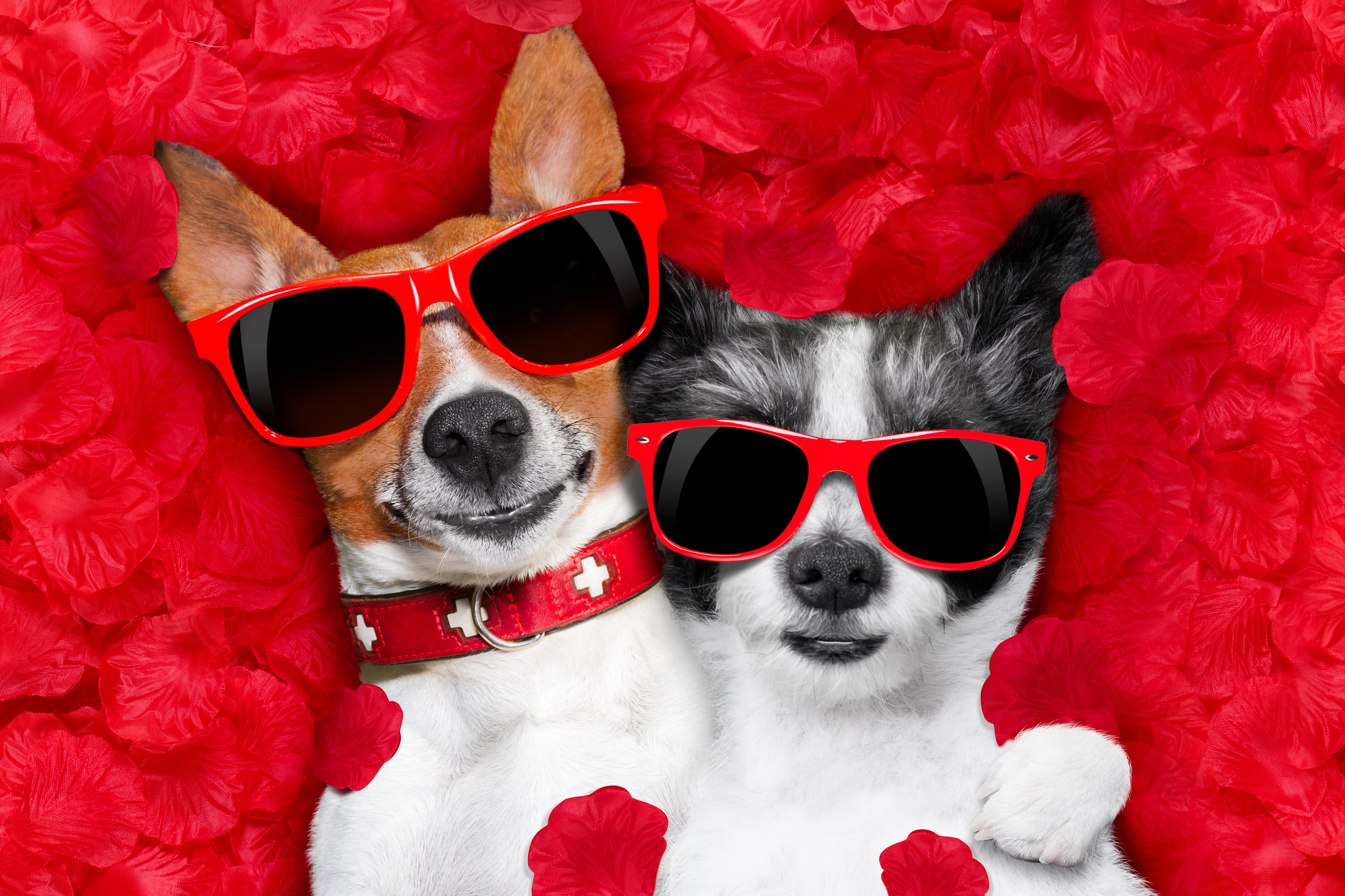 Download mobile wallpaper Dogs, Dog, Animal, Petal, Sunglasses for free.