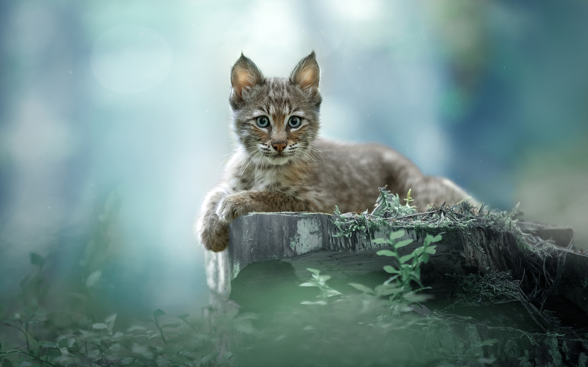 Laden Sie das Tiere, Katzen, Tierbaby, Luchs, Jungtier-Bild kostenlos auf Ihren PC-Desktop herunter