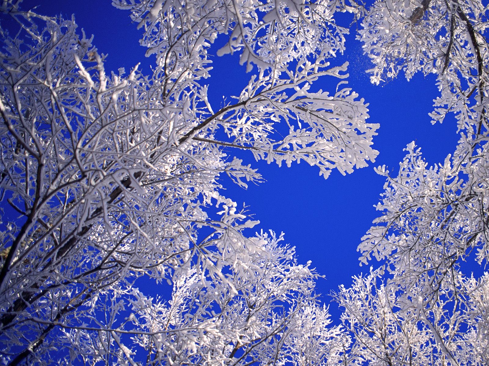 1076708 descargar fondo de pantalla invierno, hielo, tierra/naturaleza, cielo, árbol: protectores de pantalla e imágenes gratis