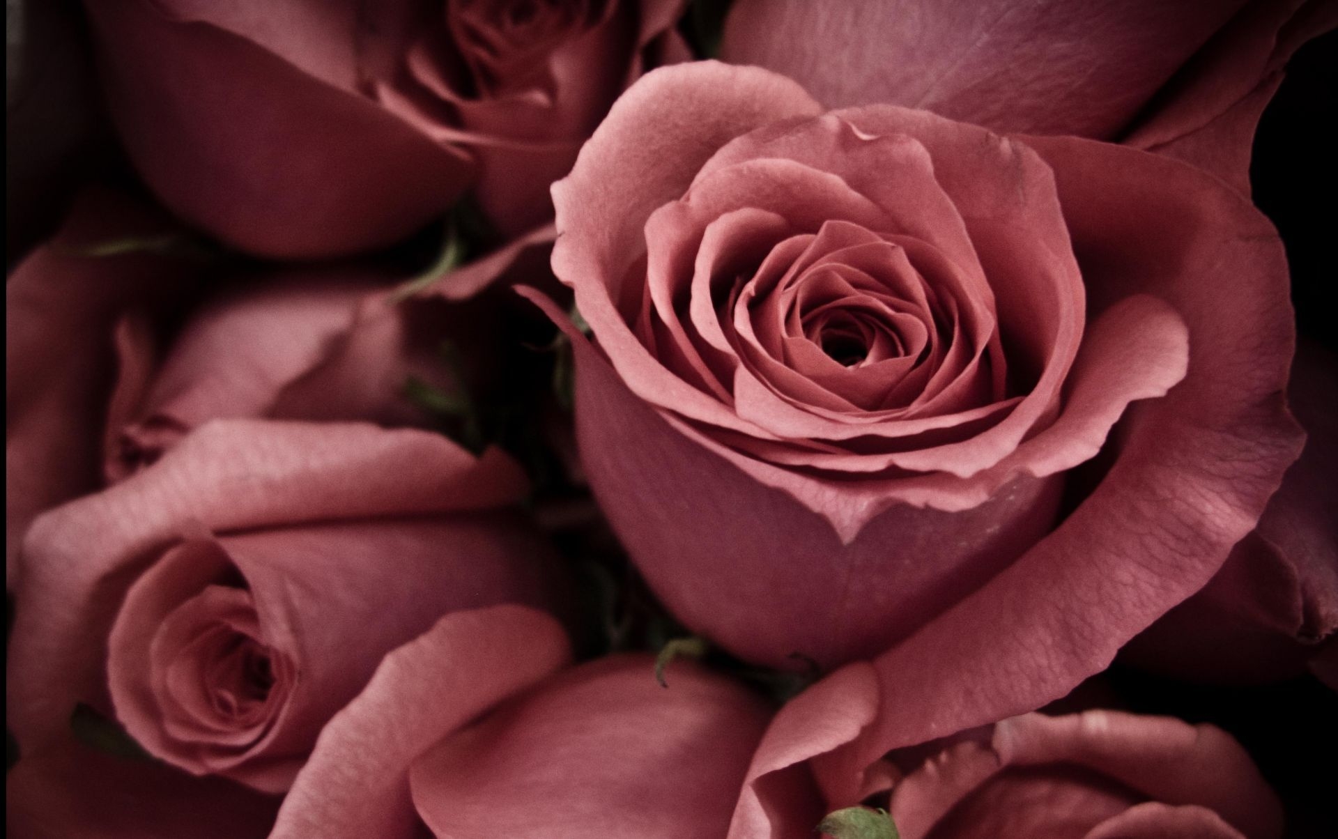 Download mobile wallpaper Petals, Buds, Flowers, Roses for free.