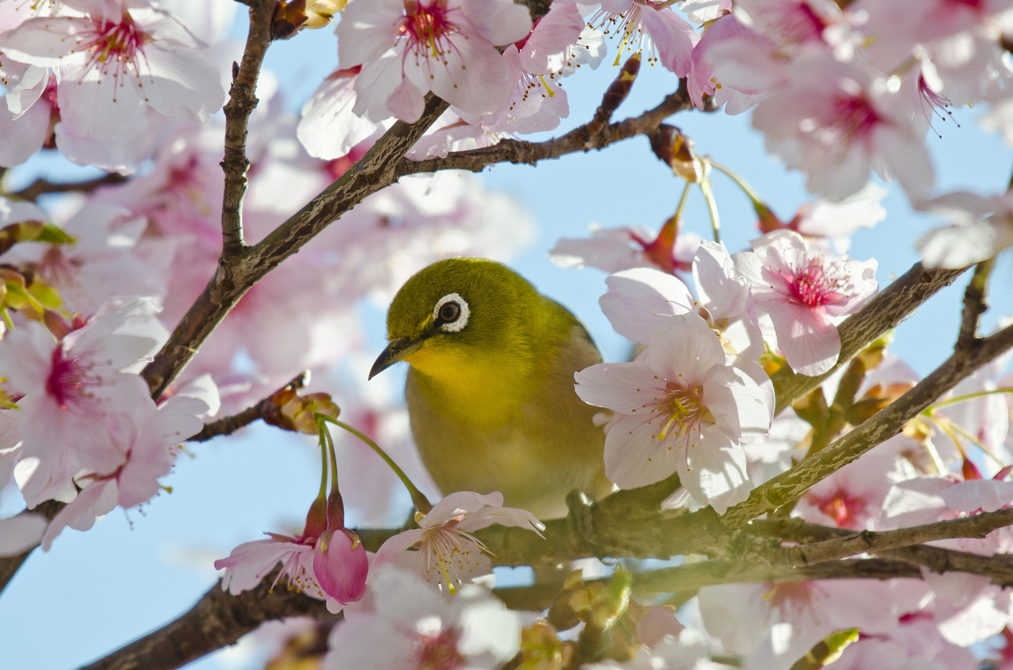 411382 Hintergrundbild herunterladen tiere, japanbrillenvogel, vogel, blume, sperling, sakura, vögel - Bildschirmschoner und Bilder kostenlos