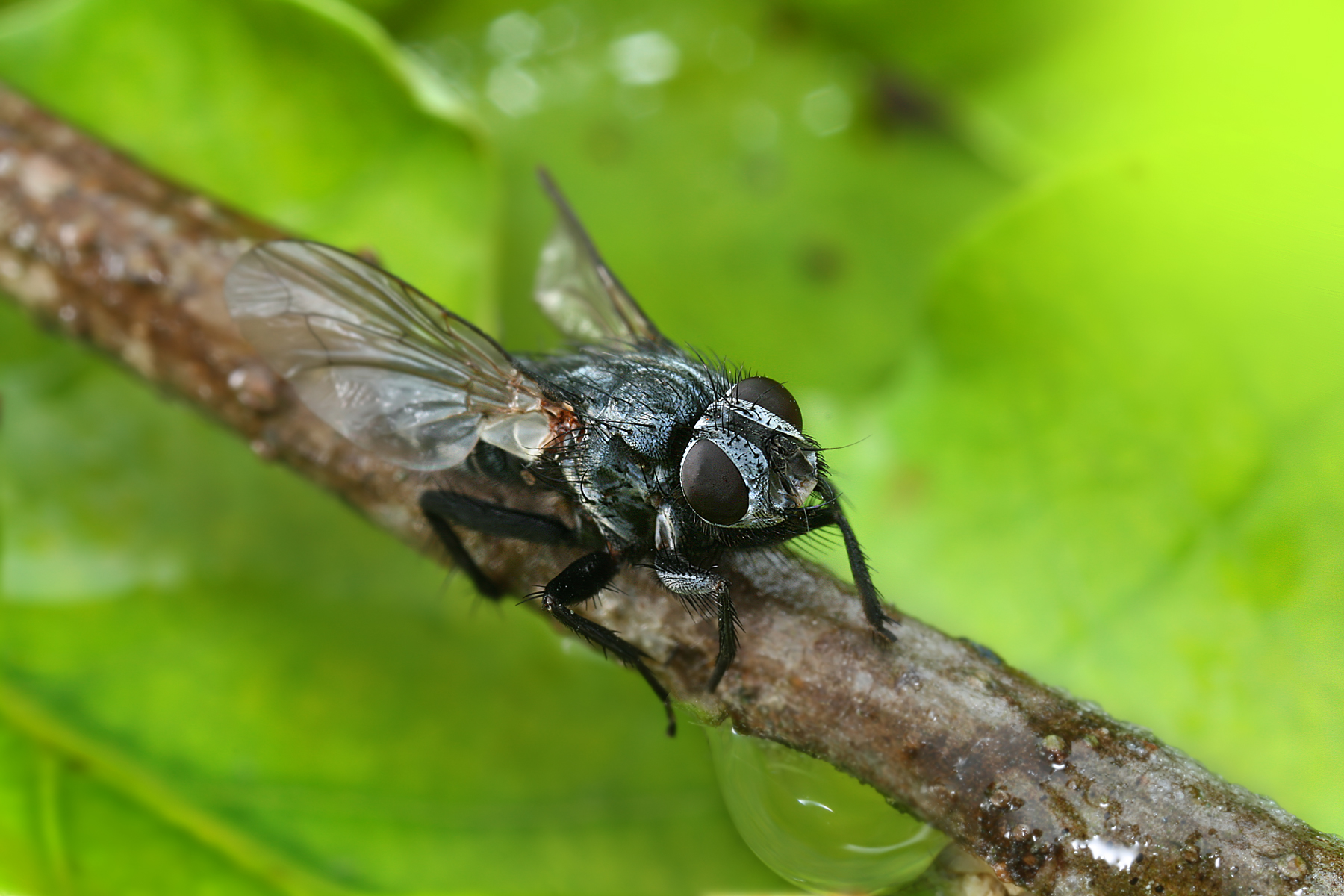 Download mobile wallpaper Animal, Fly, Blowfly for free.