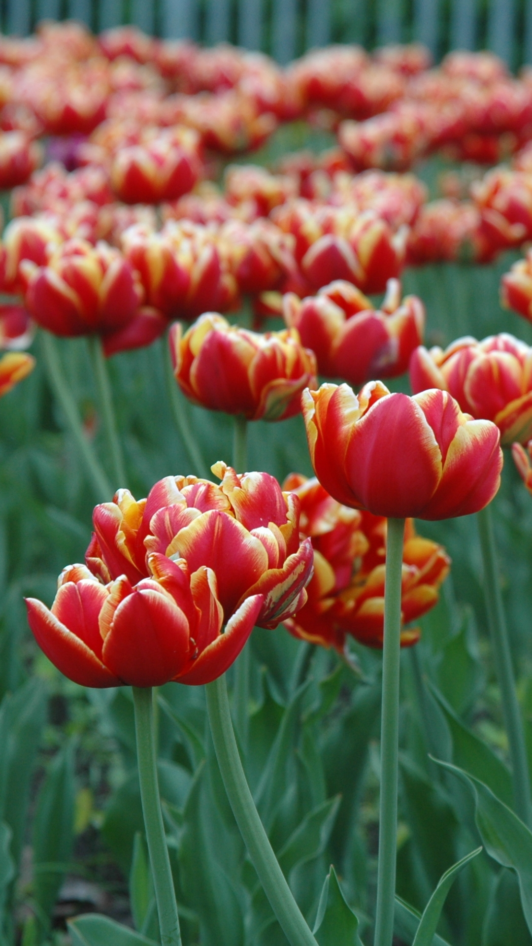 Baixar papel de parede para celular de Flores, Flor, Tulipa, Flor Vermelha, Terra/natureza gratuito.