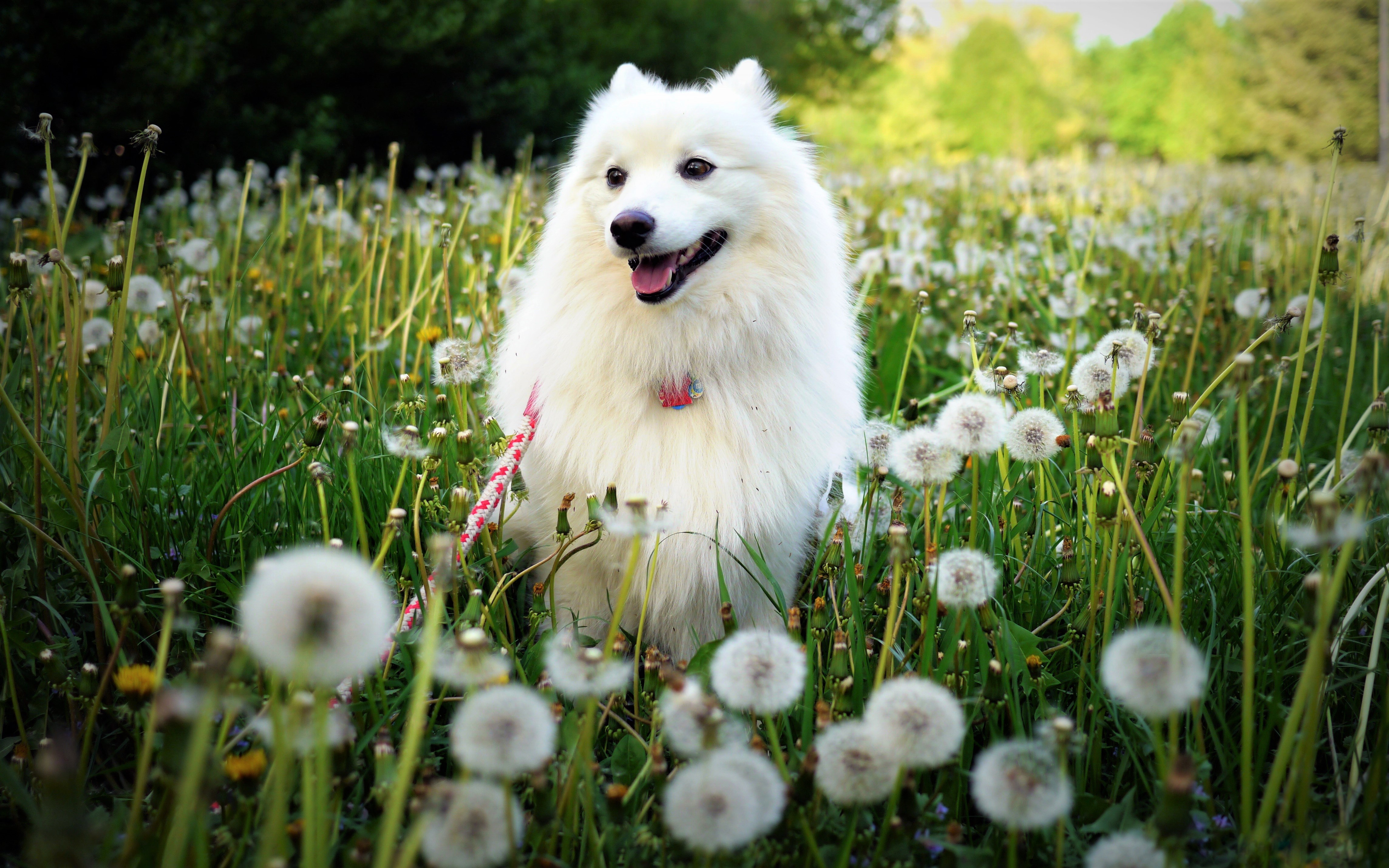 spitz, animal, dandelion, dog, field, dogs