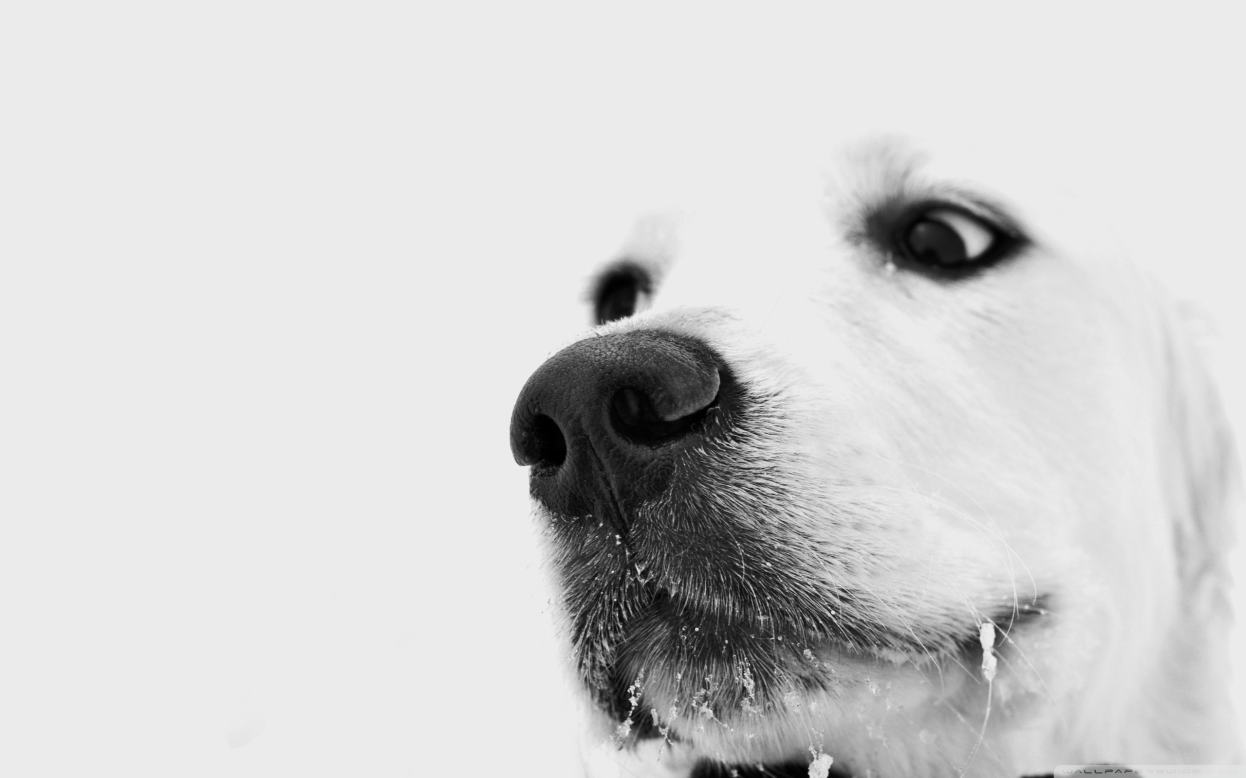 Free download wallpaper Dog, Animal on your PC desktop