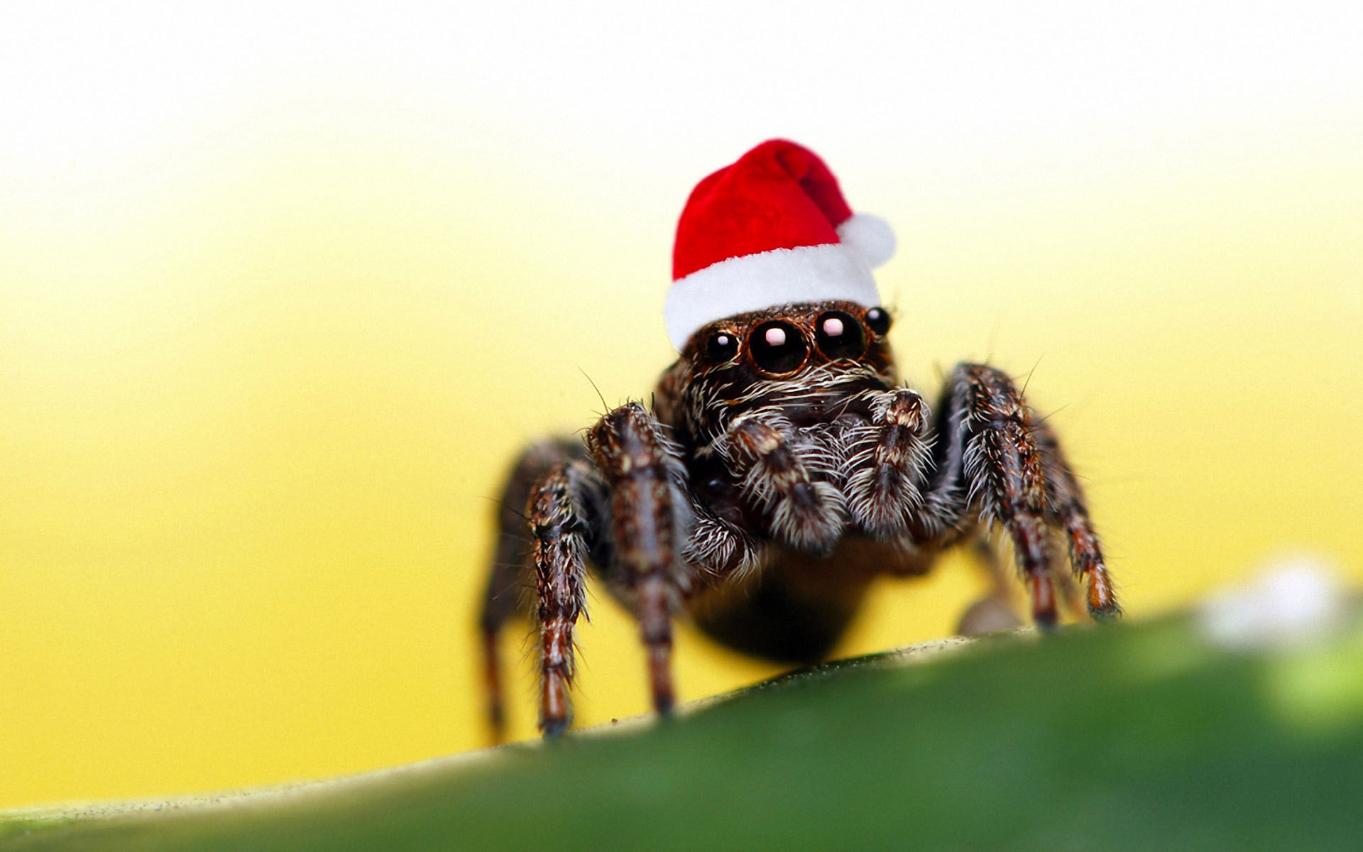 Descarga gratis la imagen Animales, Araña, Sombrero De Santa en el escritorio de tu PC