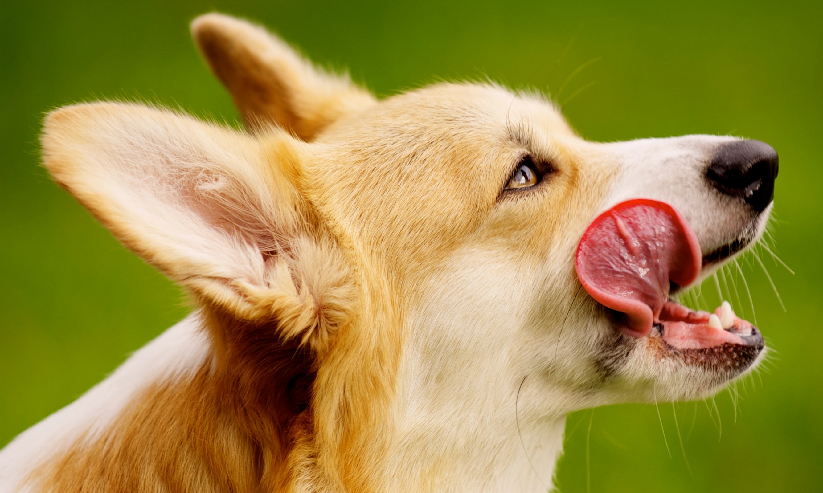 Laden Sie das Tiere, Hunde, Hund, Corgi-Bild kostenlos auf Ihren PC-Desktop herunter