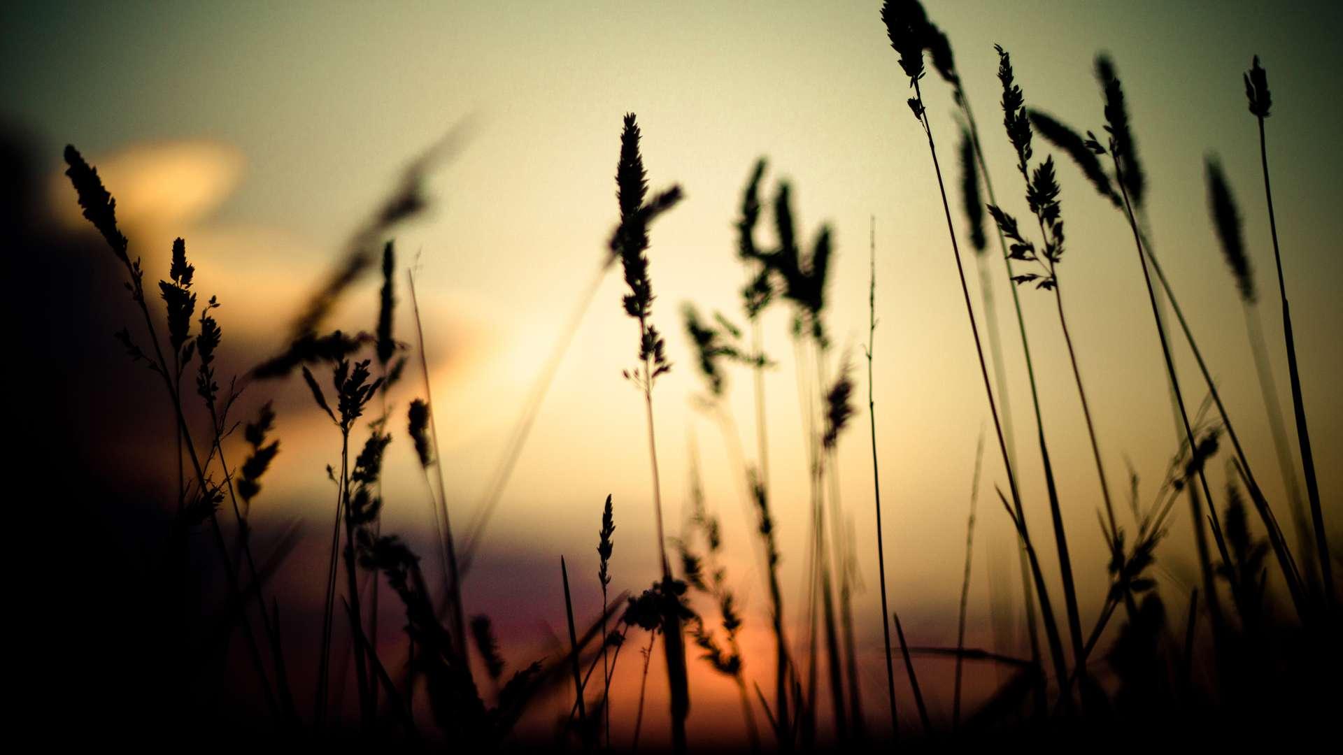 Laden Sie das Nahansicht, Erde/natur-Bild kostenlos auf Ihren PC-Desktop herunter