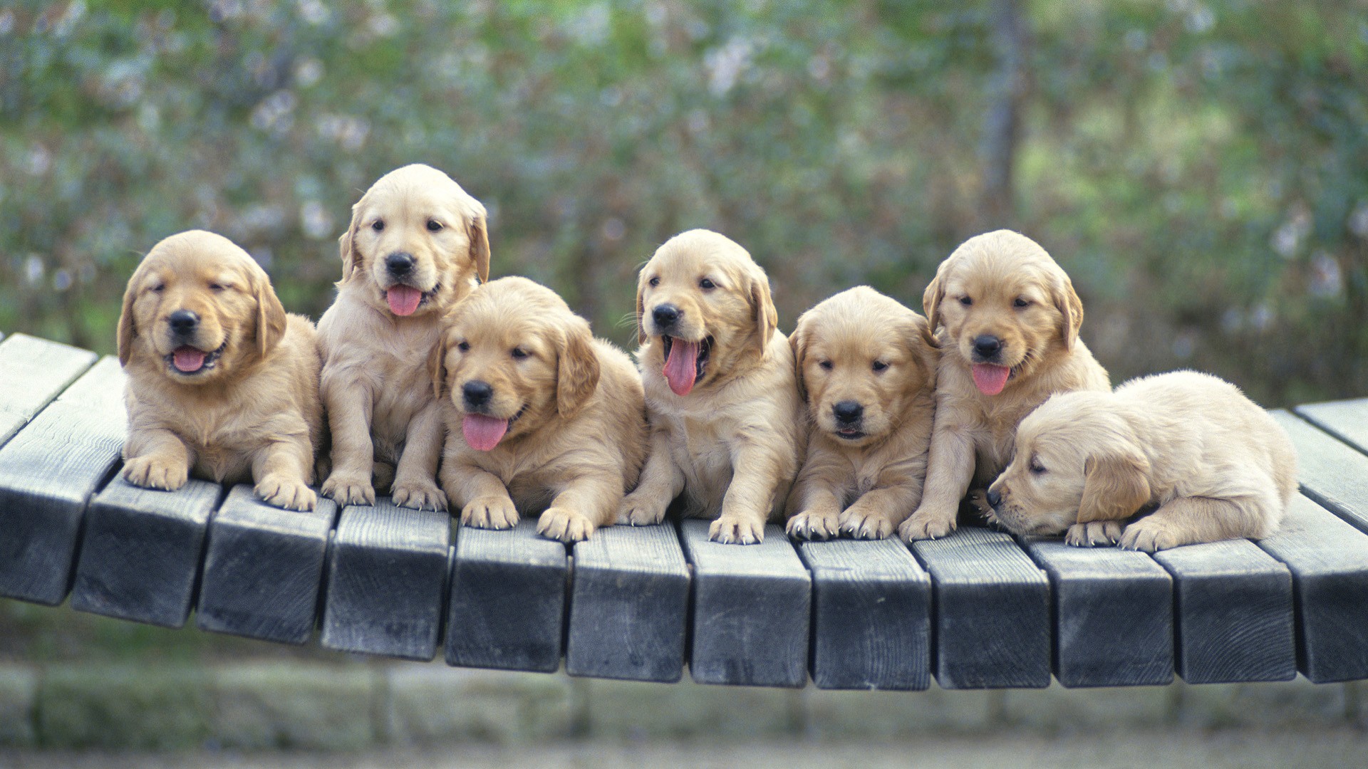 Baixar papel de parede para celular de Golden Retriever, Cães, Filhote, Cão, Animais gratuito.