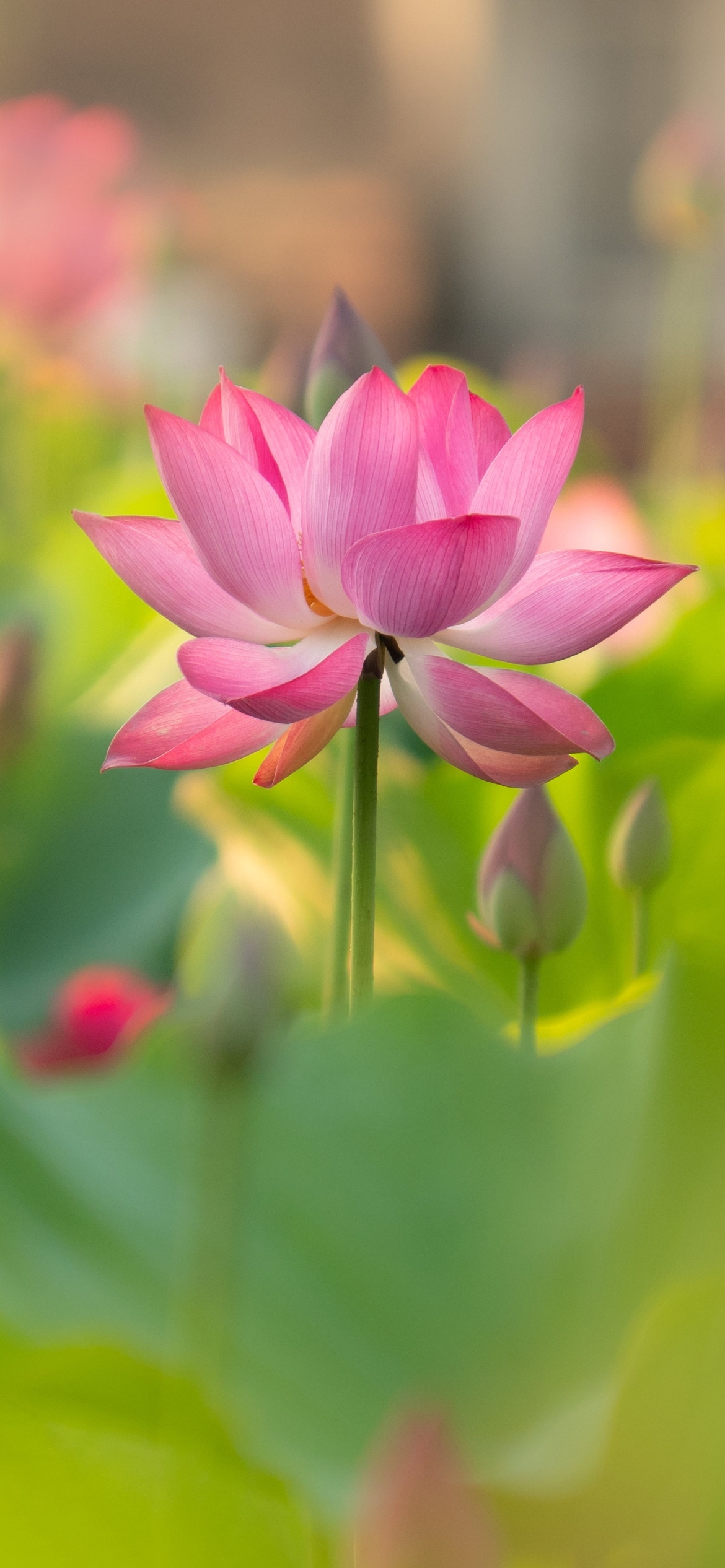Handy-Wallpaper Blumen, Lotus, Blume, Erde/natur, Pinke Blume kostenlos herunterladen.