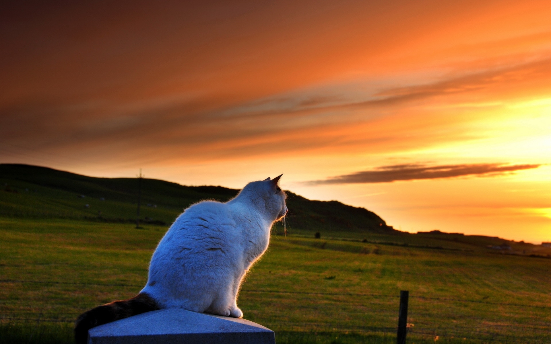 Free download wallpaper Animals, Landscape, Cats on your PC desktop