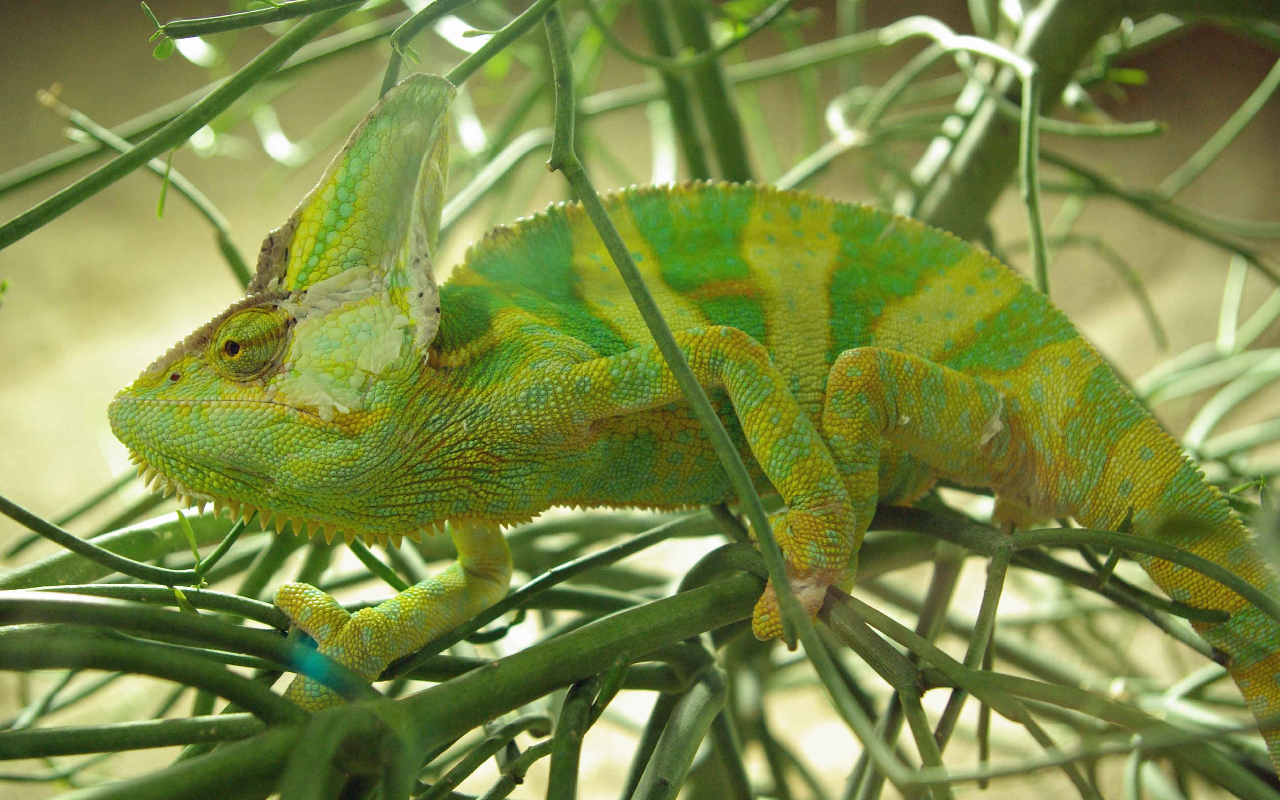 animals, chameleons, lizards, green