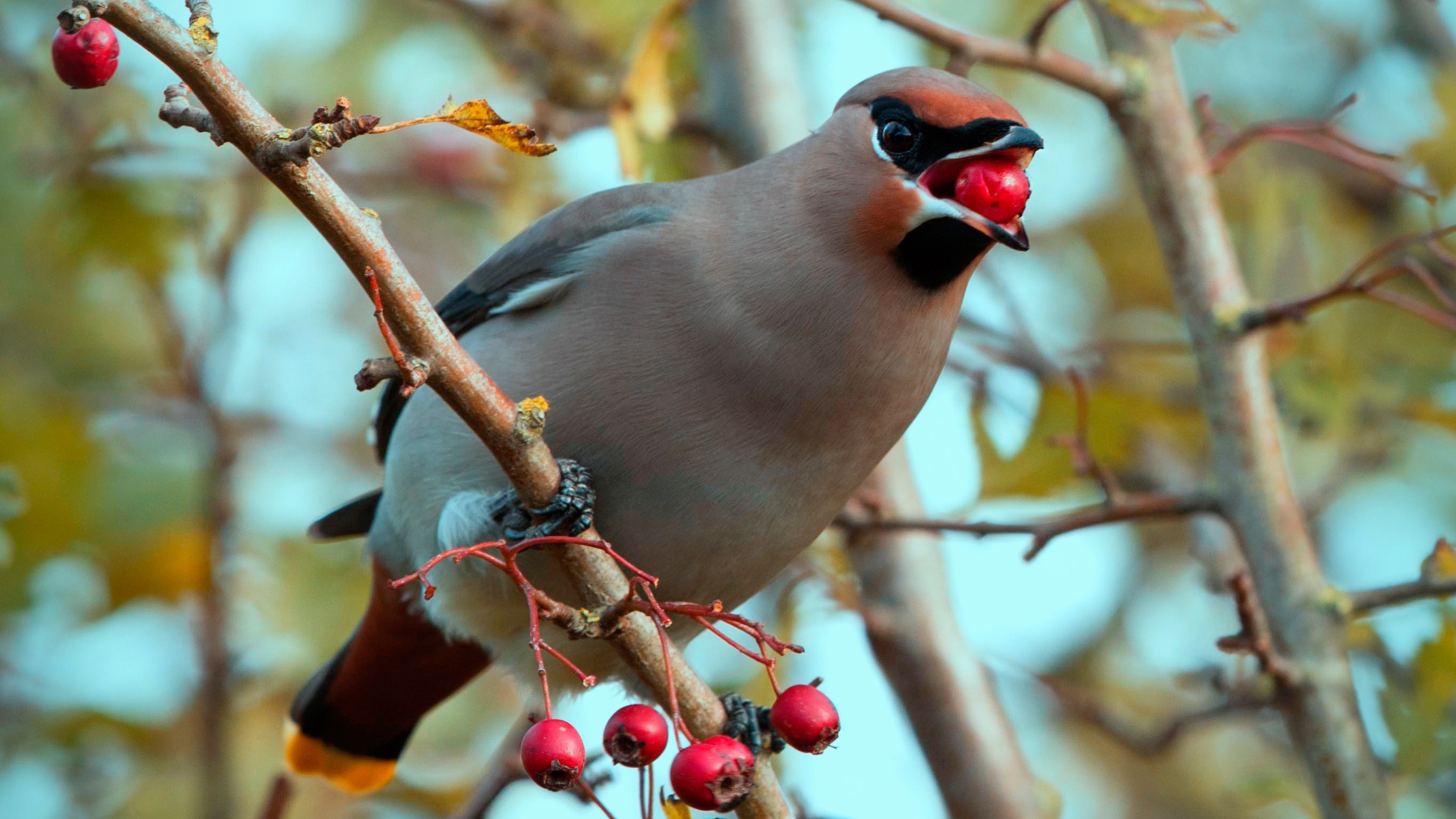 Laden Sie das Tiere, Vögel, Vogel, Frucht, Seidenschwanz, Sperling-Bild kostenlos auf Ihren PC-Desktop herunter