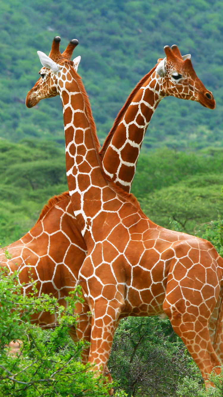 Скачати мобільні шпалери Жираф, Тварина безкоштовно.