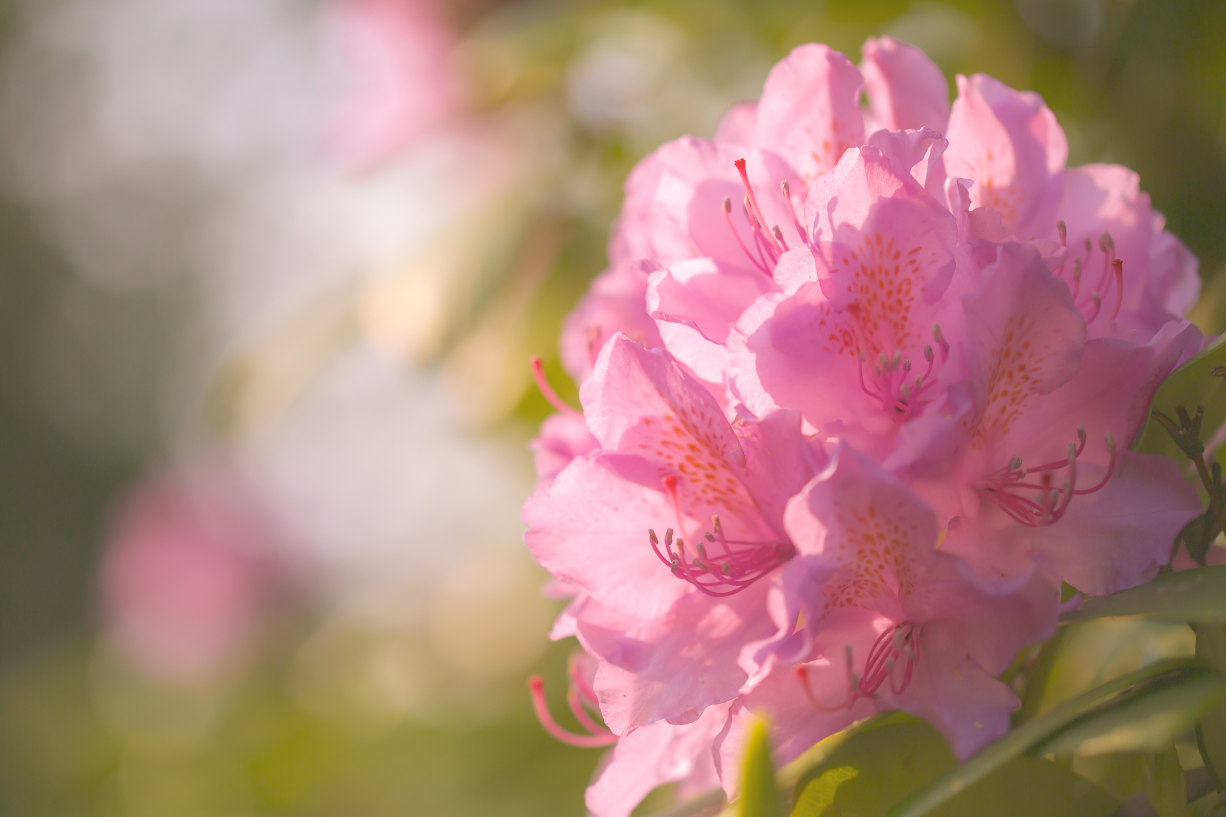 nature, earth, rhododendron, blur, flower, pink flower, flowers