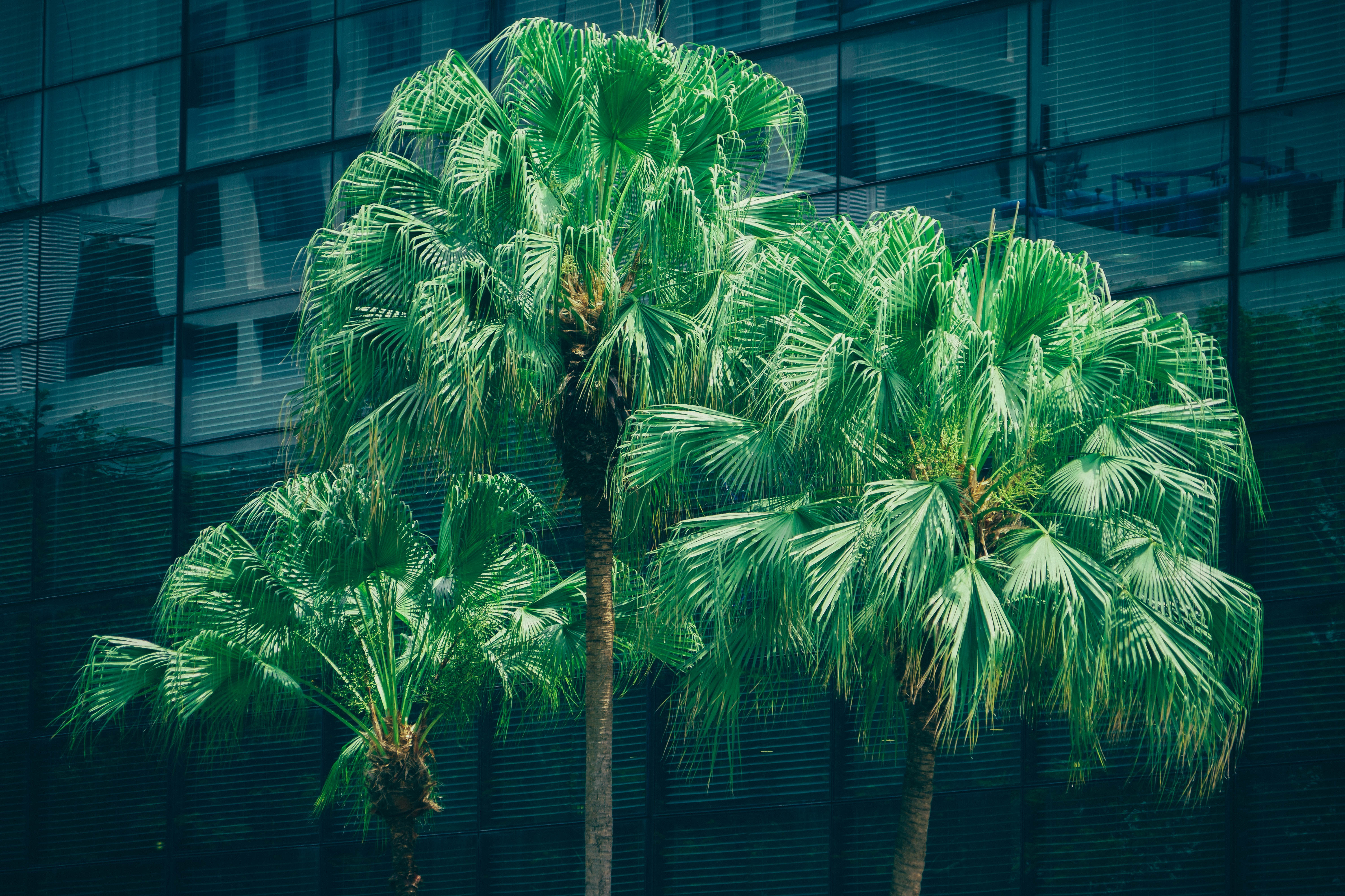 Handy-Wallpaper Bäume, Natur, Palms, Laub kostenlos herunterladen.