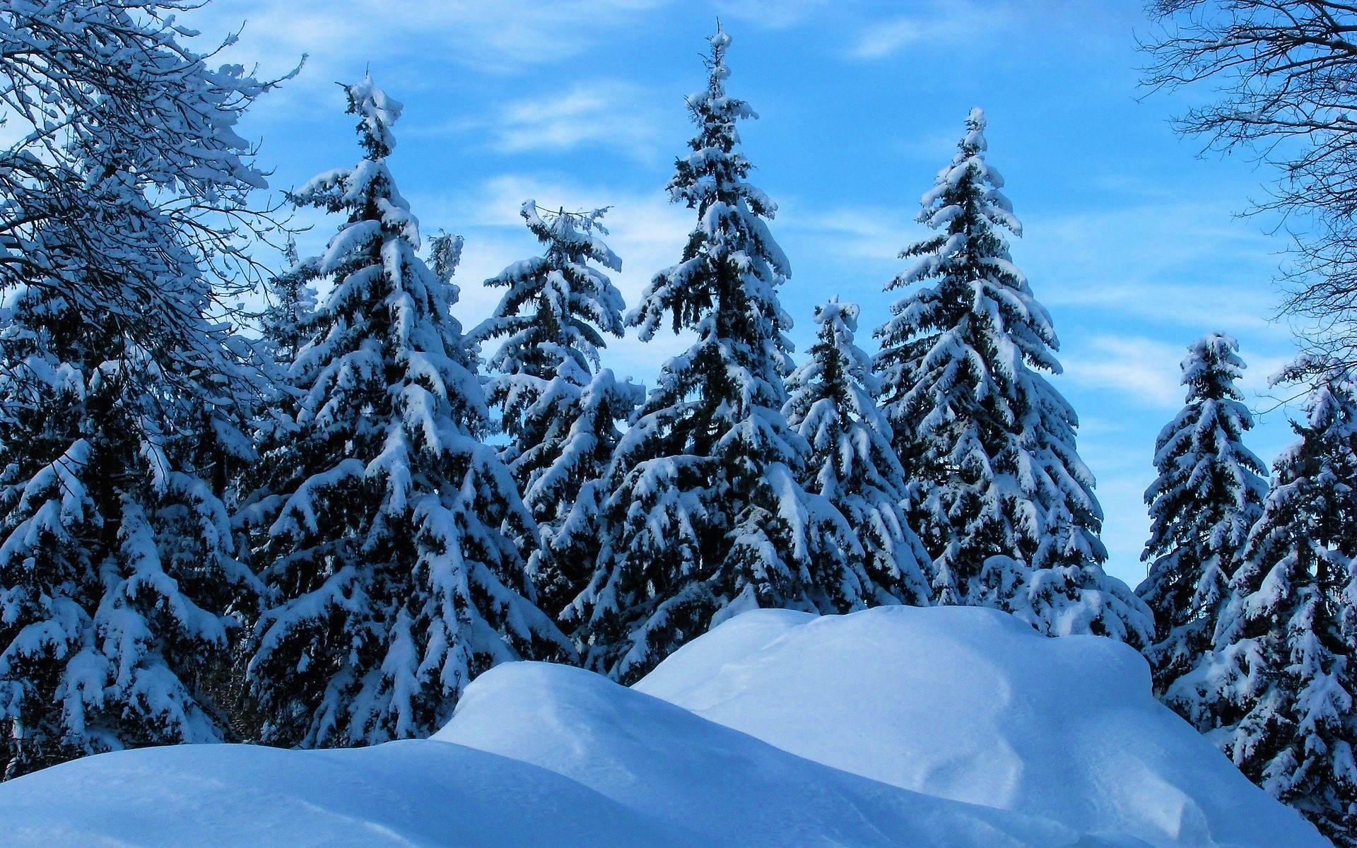 Laden Sie das Winter, Schnee, Wald, Baum, Erde/natur-Bild kostenlos auf Ihren PC-Desktop herunter