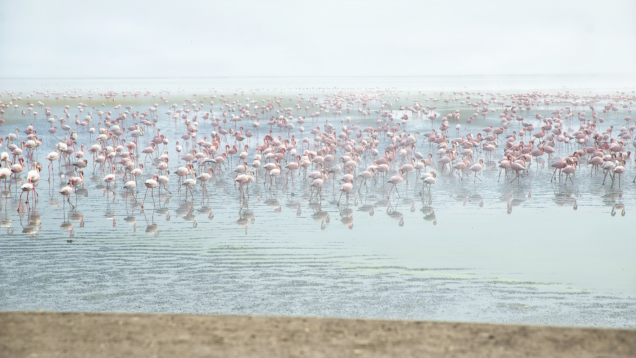Download mobile wallpaper Birds, Flamingo, Lake, Reflection, Bird, Animal, Flock Of Birds for free.
