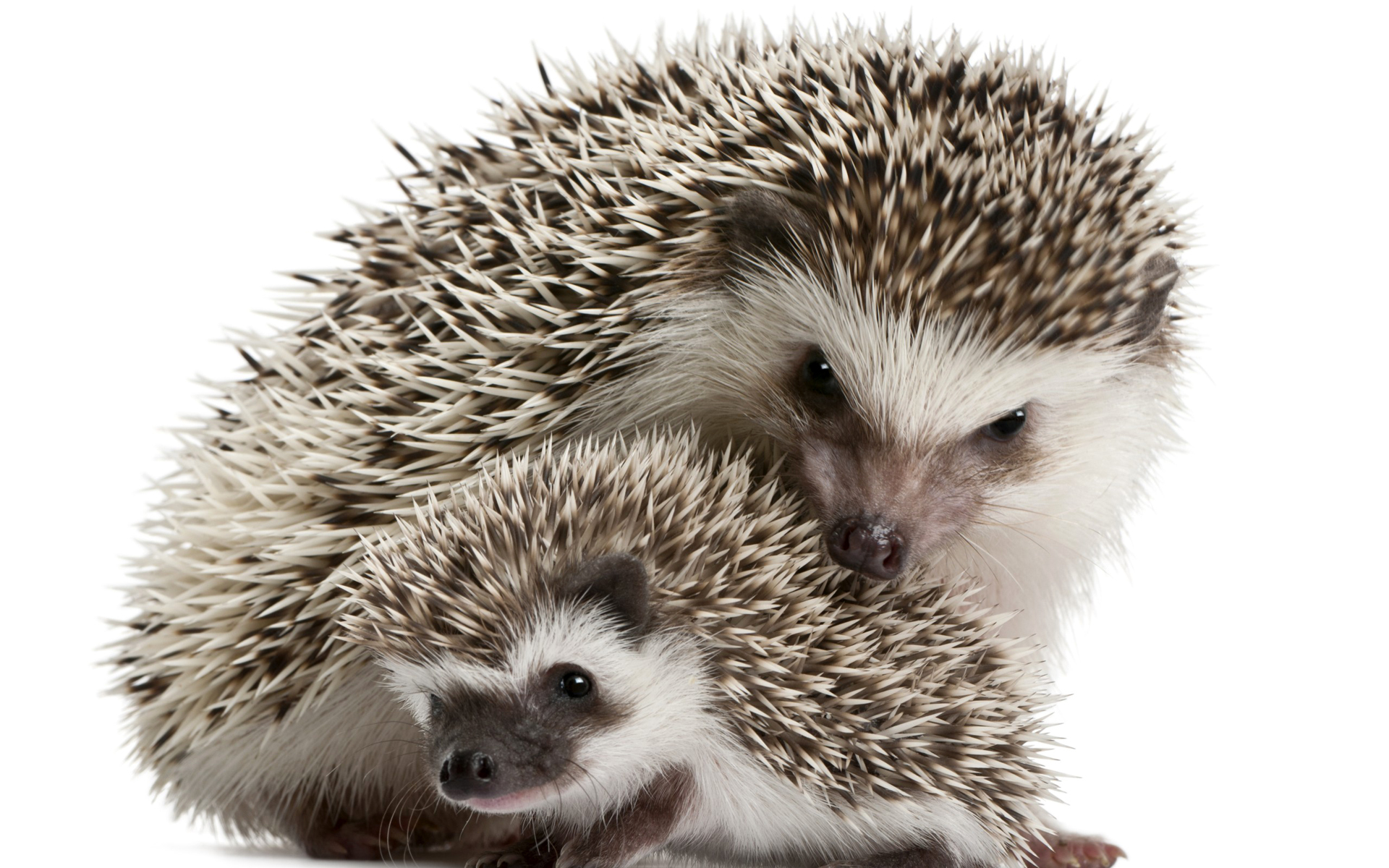 Laden Sie das Tiere, Igel, Tierbaby-Bild kostenlos auf Ihren PC-Desktop herunter