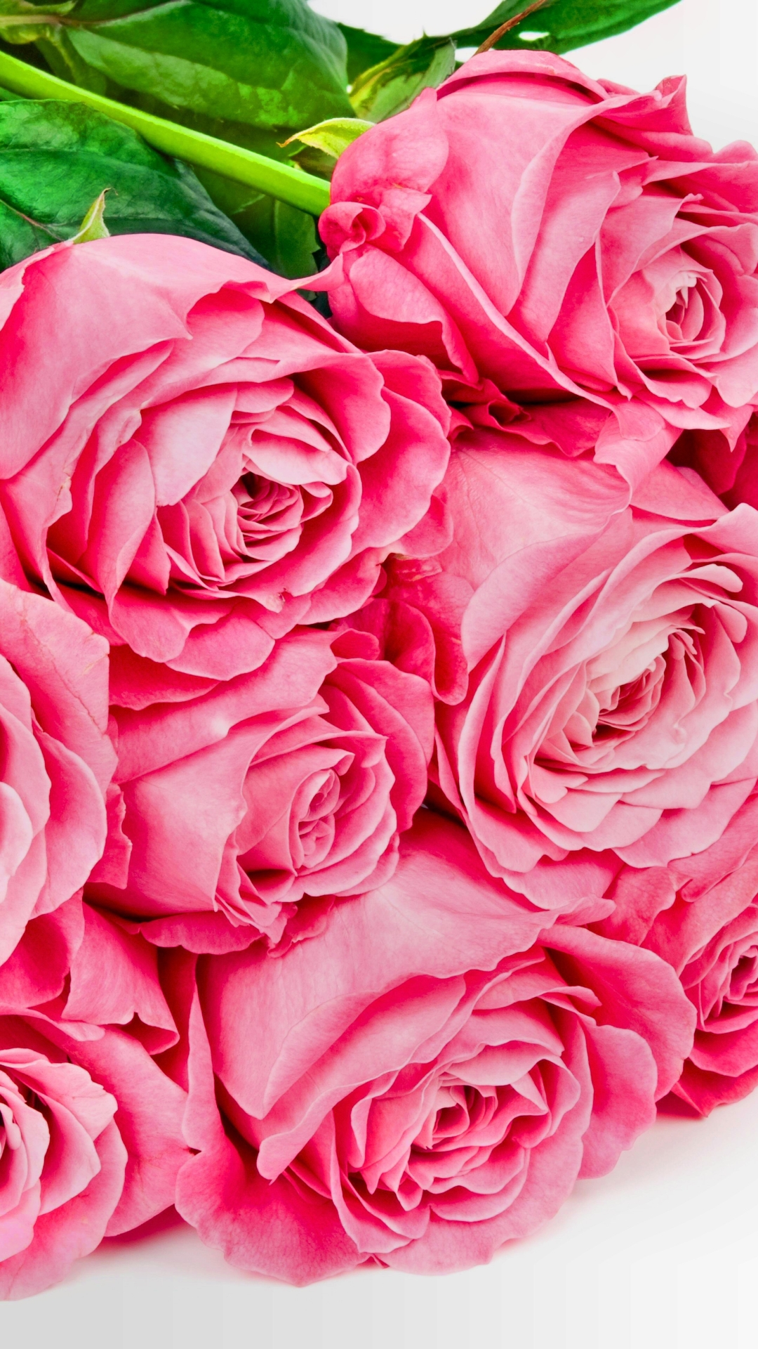 Скачать картинку Цветок, Роза, Лист, Листва, День Святого Валентина, Земля/природа, Розовая Роза, Флауэрсы в телефон бесплатно.