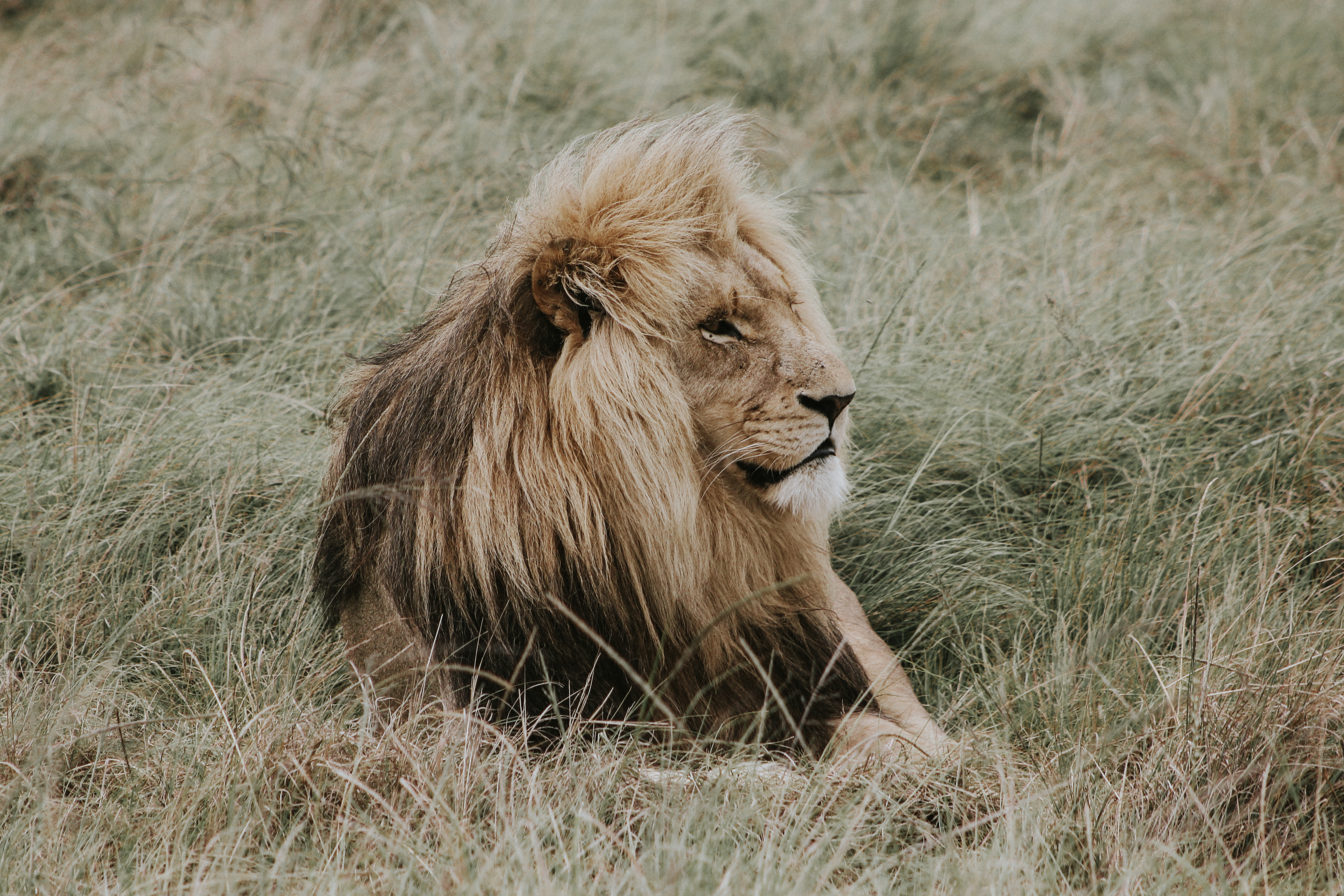 114314 descargar imagen león, animales, un leon, depredador, melena, rey de las bestias: fondos de pantalla y protectores de pantalla gratis