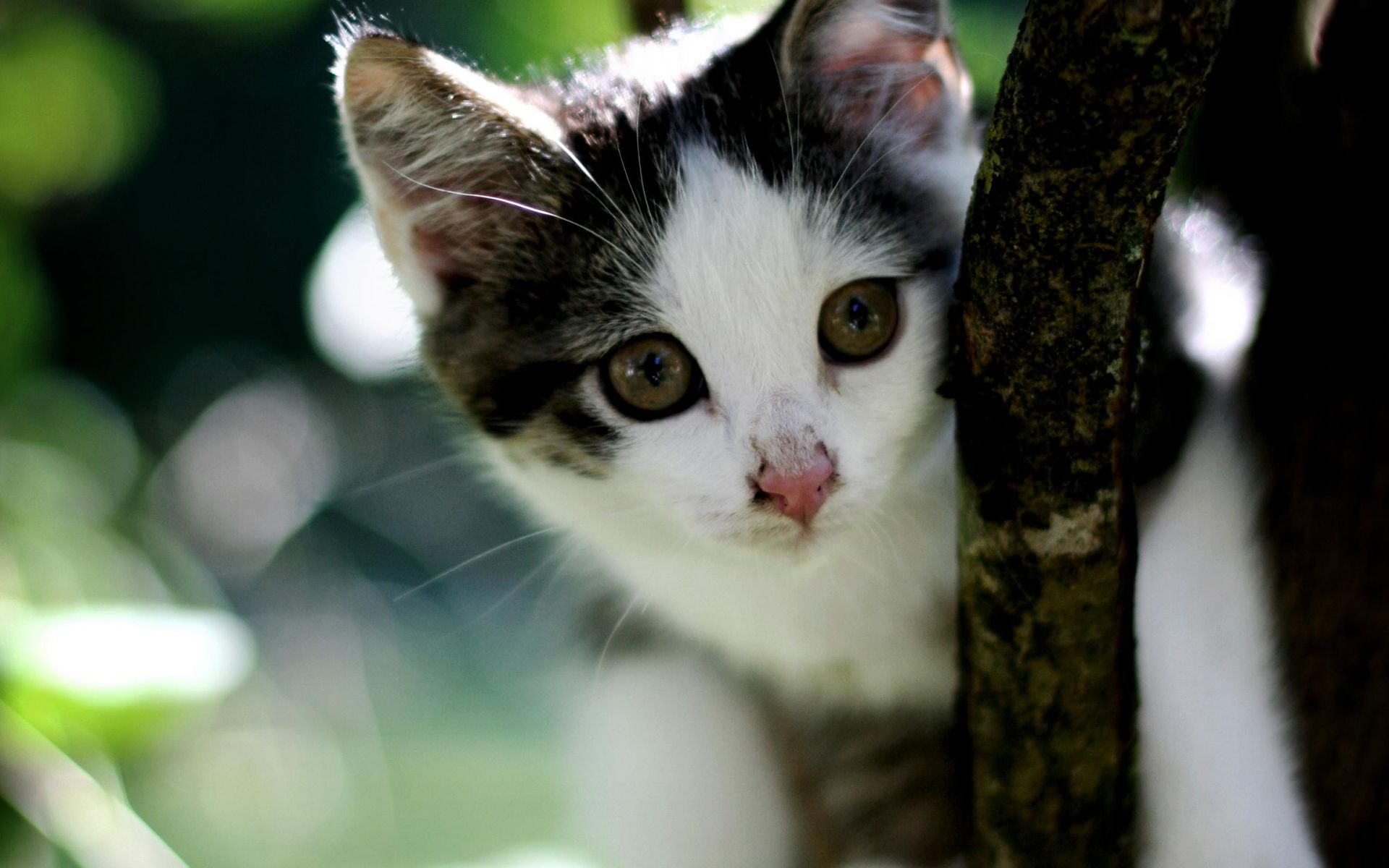 175715 économiseurs d'écran et fonds d'écran Chats sur votre téléphone. Téléchargez  images gratuitement