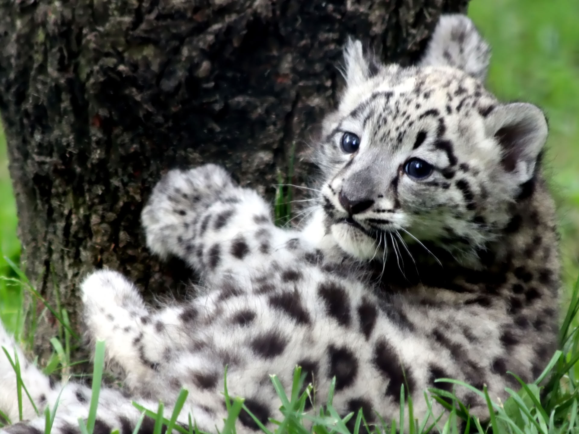 Завантажити шпалери безкоштовно Сніговий Леопард, Коти, Тварина картинка на робочий стіл ПК