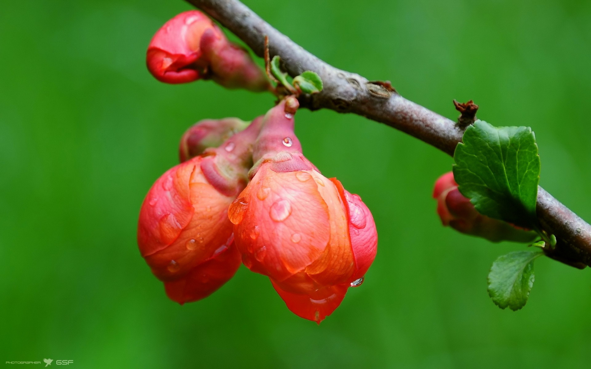 308265 Bildschirmschoner und Hintergrundbilder Blumen auf Ihrem Telefon. Laden Sie  Bilder kostenlos herunter