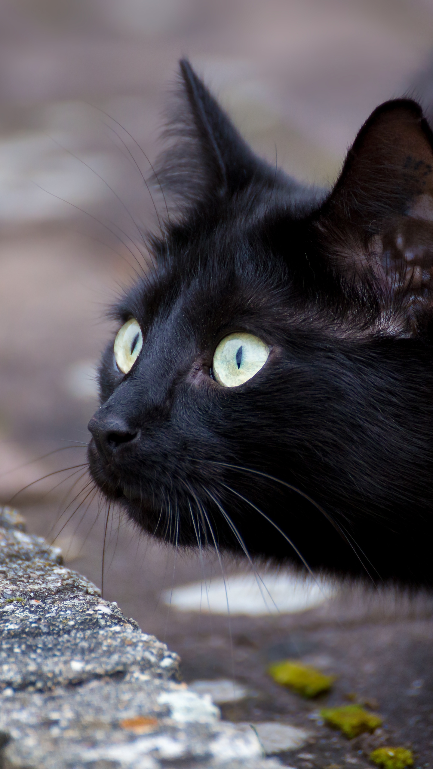 1144065 Protetores de tela e papéis de parede Gatos em seu telefone. Baixe  fotos gratuitamente