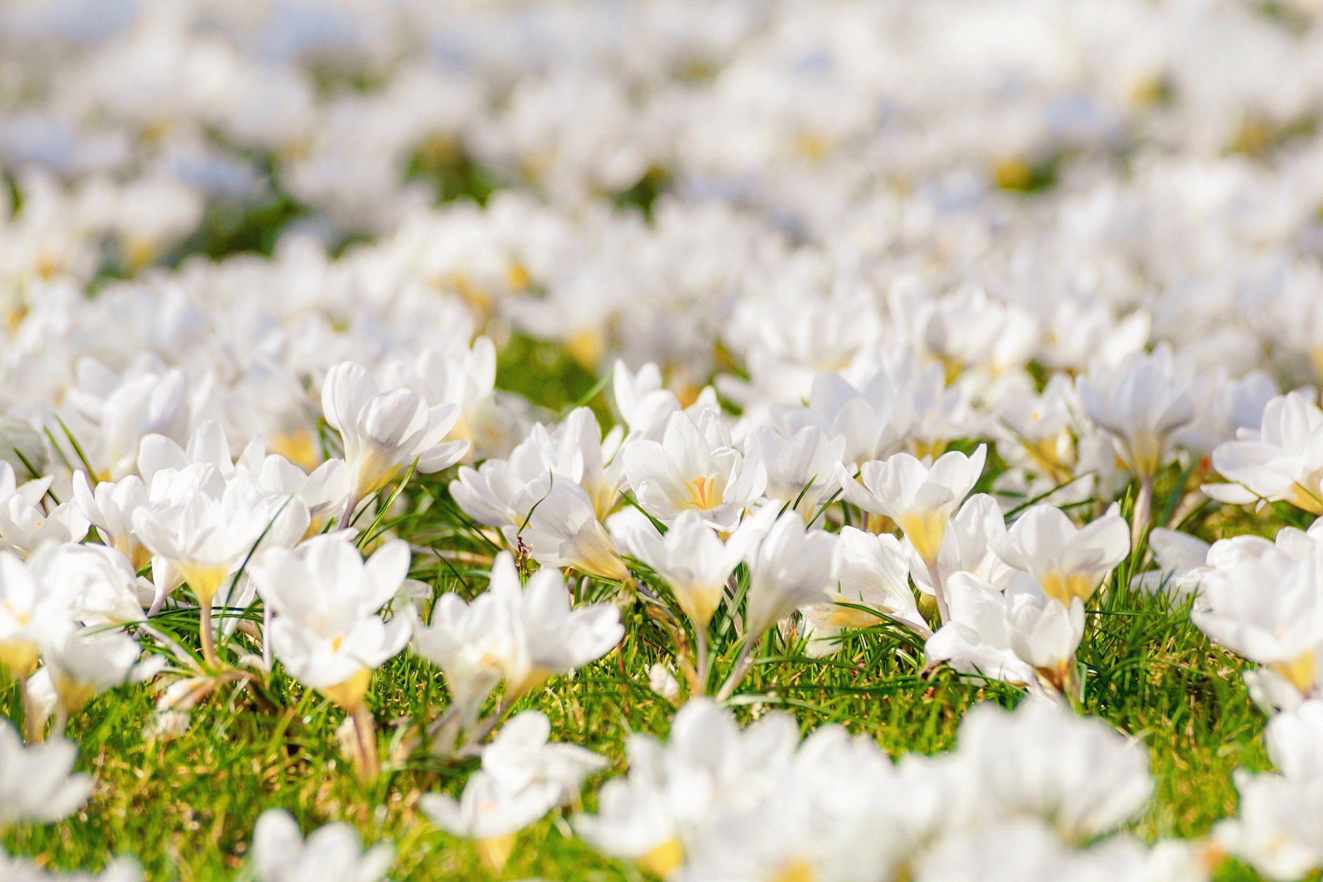 Laden Sie das Natur, Blumen, Blume, Makro, Krokus, Weiße Blume, Erde/natur-Bild kostenlos auf Ihren PC-Desktop herunter