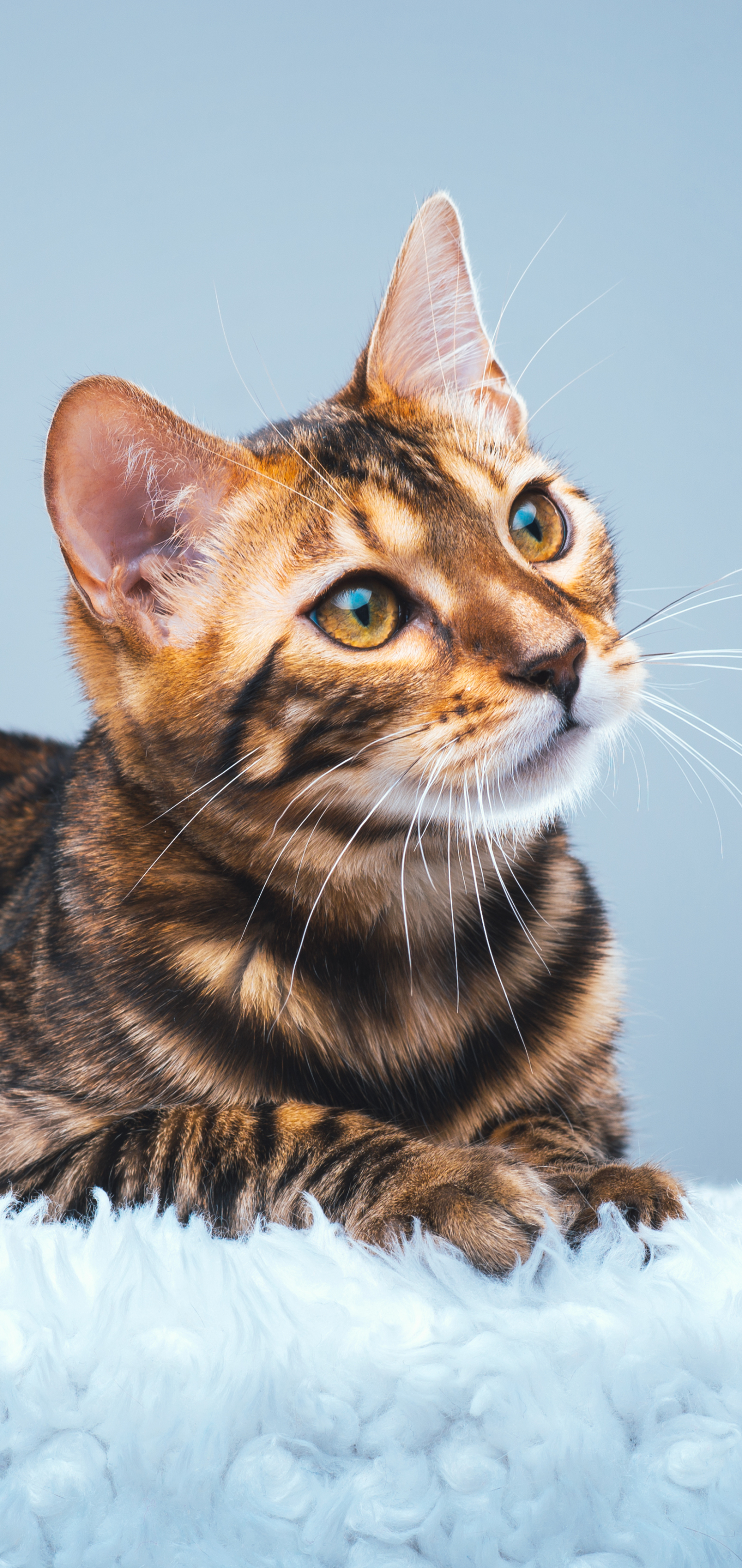 Download mobile wallpaper Cats, Cat, Animal, Bengal Cat for free.