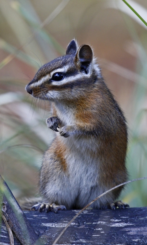 Handy-Wallpaper Tiere, Nagetier, Streifenhörnchen kostenlos herunterladen.