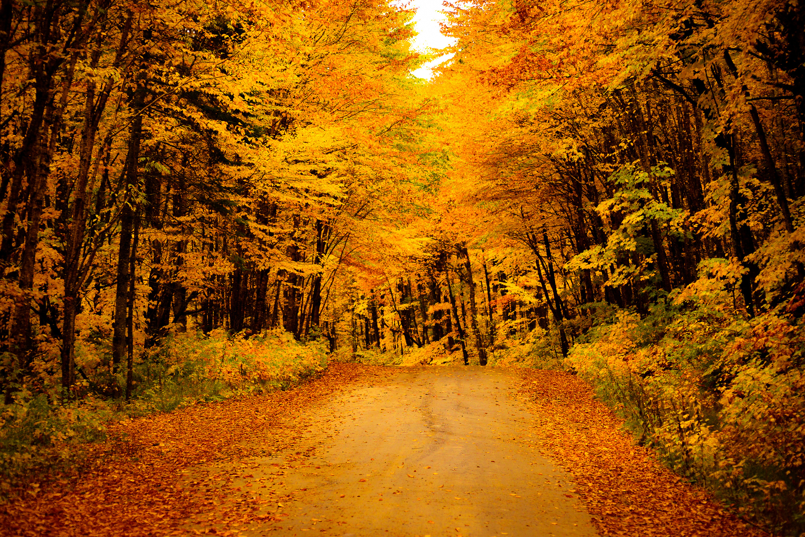 Скачать картинку Природа, Осень, Дорога, Лес, Сделано Человеком в телефон бесплатно.