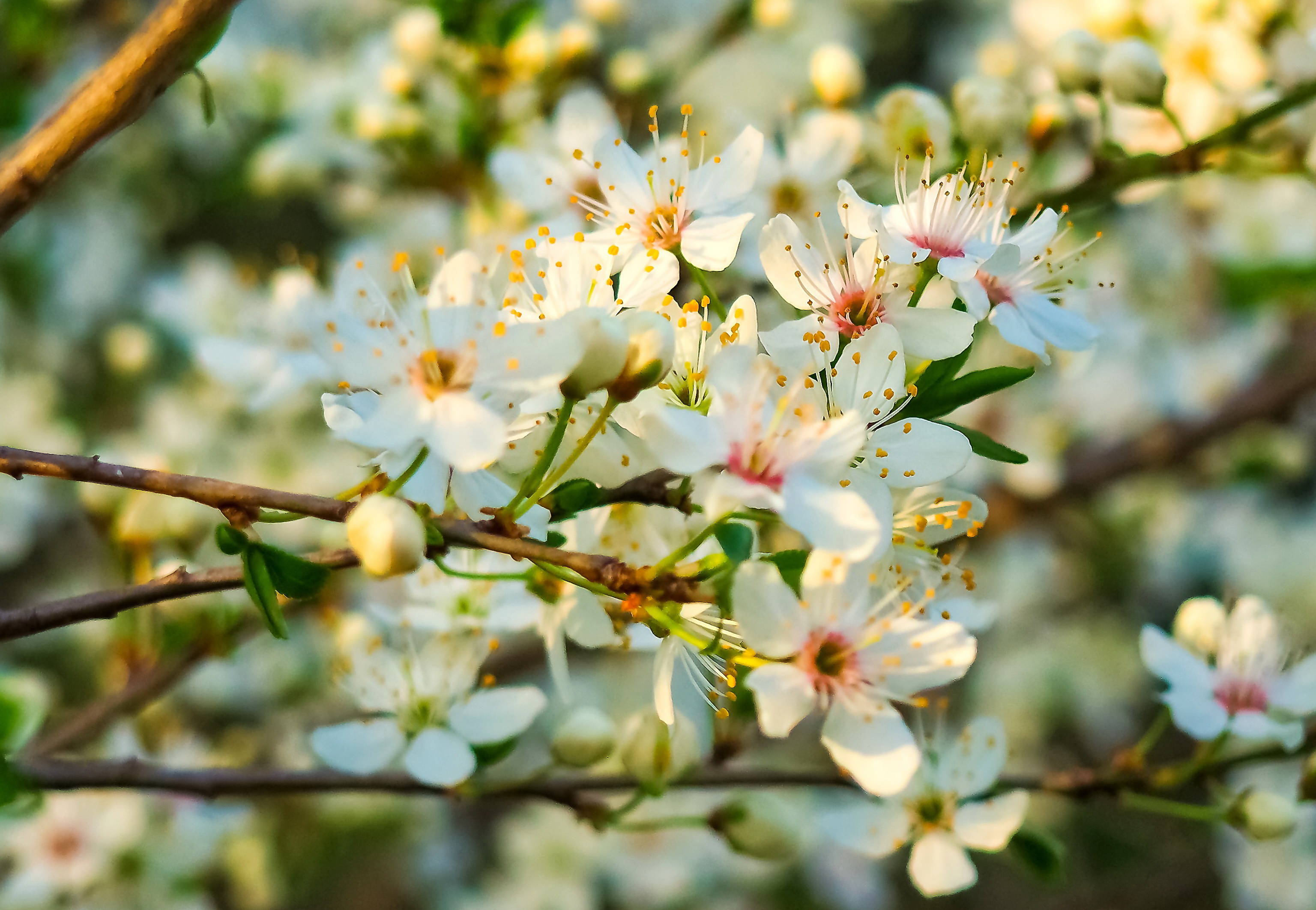 Download mobile wallpaper Flowers, Flower, Macro, Blur, Close Up, Earth, White Flower, Blossom for free.