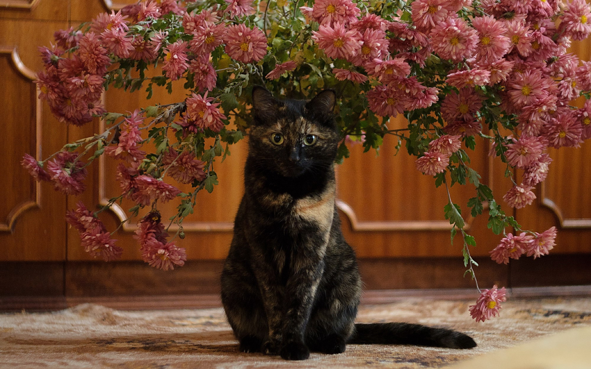 Descarga gratuita de fondo de pantalla para móvil de Animales, Gatos, Gato, Flor Rosa.