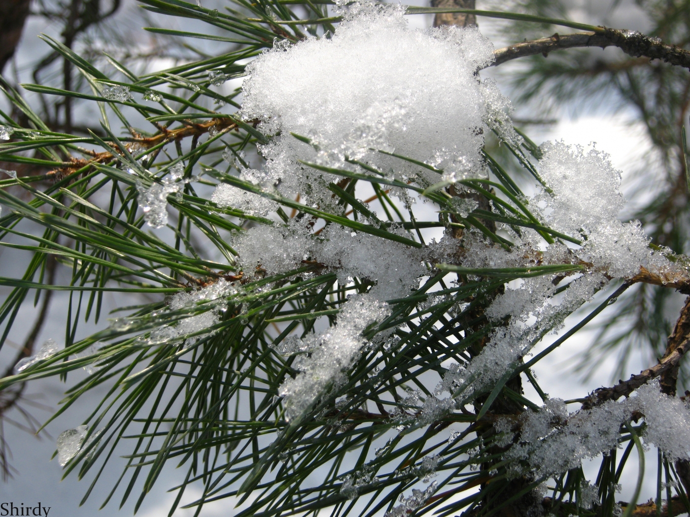 Download mobile wallpaper Pine, Plants, Snow for free.