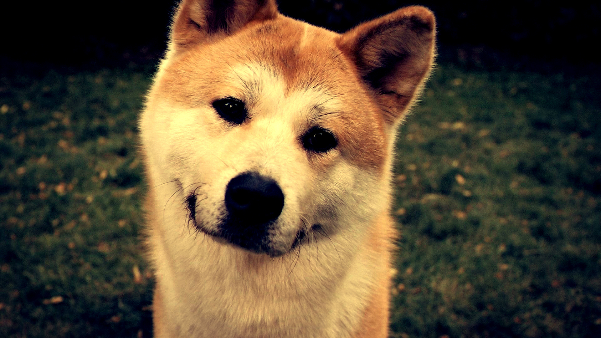 262912 descargar imagen animales, shiba inu, perro, perros: fondos de pantalla y protectores de pantalla gratis
