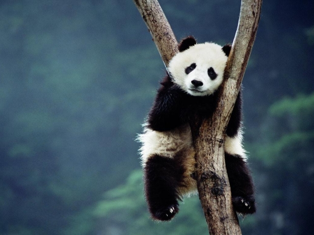Descarga gratis la imagen Animales, Panda en el escritorio de tu PC