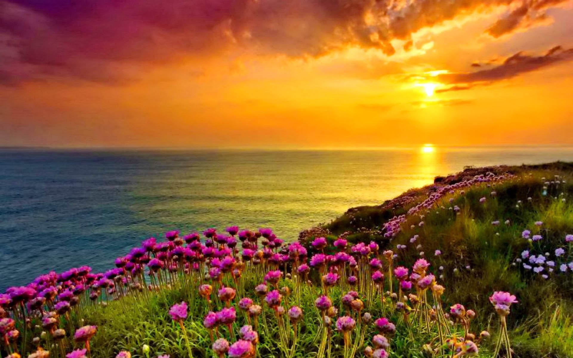 Download mobile wallpaper Sunset, Sky, Sea, Sun, Horizon, Flower, Coast, Ocean, Earth for free.