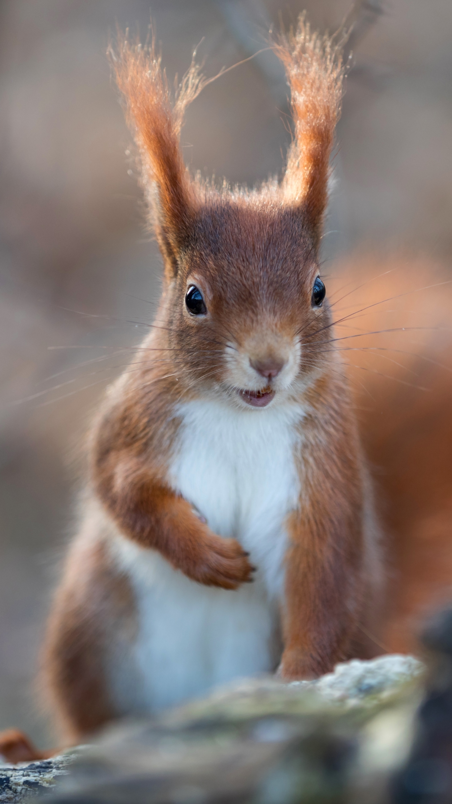 Download mobile wallpaper Squirrel, Animal, Rodent for free.