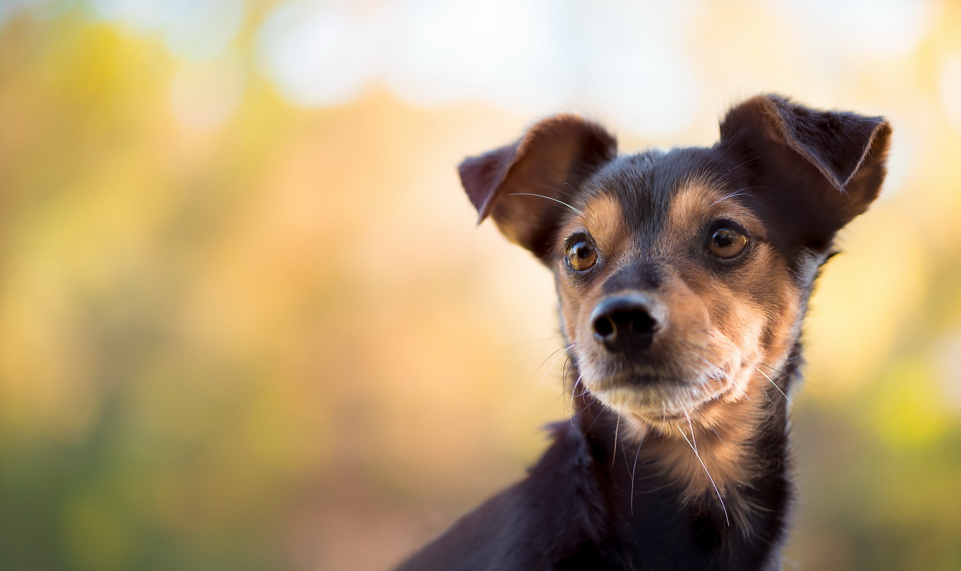 Laden Sie das Tiere, Hunde, Hund, Schnauze, Welpen, Tierbaby-Bild kostenlos auf Ihren PC-Desktop herunter