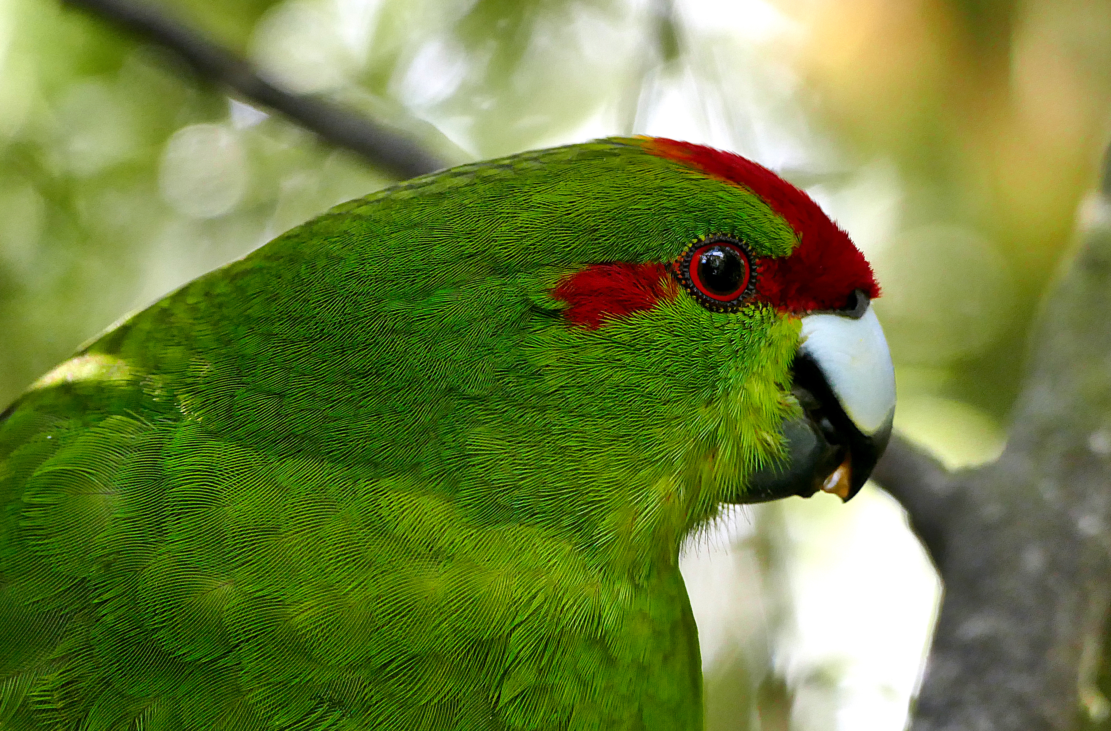parrots, green, animals, feather, bird 1080p