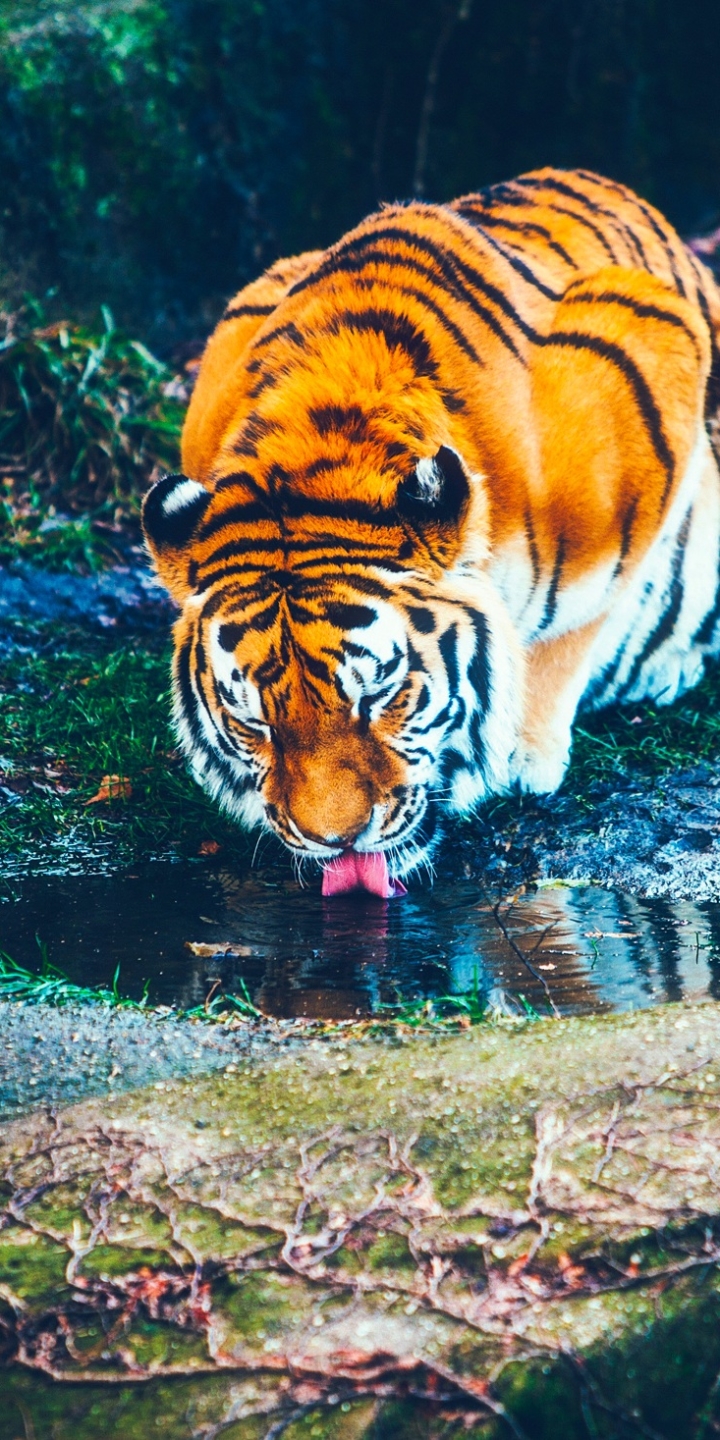 Téléchargez des papiers peints mobile Animaux, Chats, Tigre gratuitement.