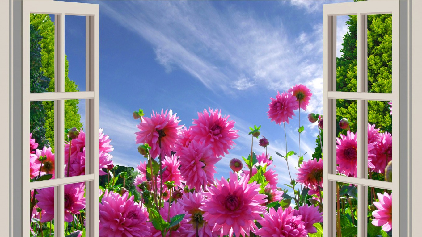 Téléchargez des papiers peints mobile Fleurs, Fleur, Terre/nature gratuitement.