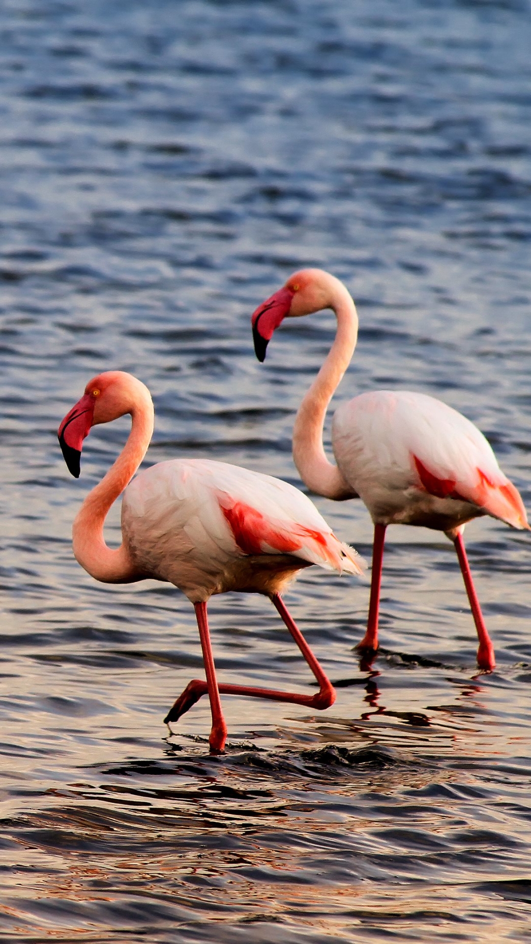 Baixar papel de parede para celular de Animais, Aves, Flamingo gratuito.