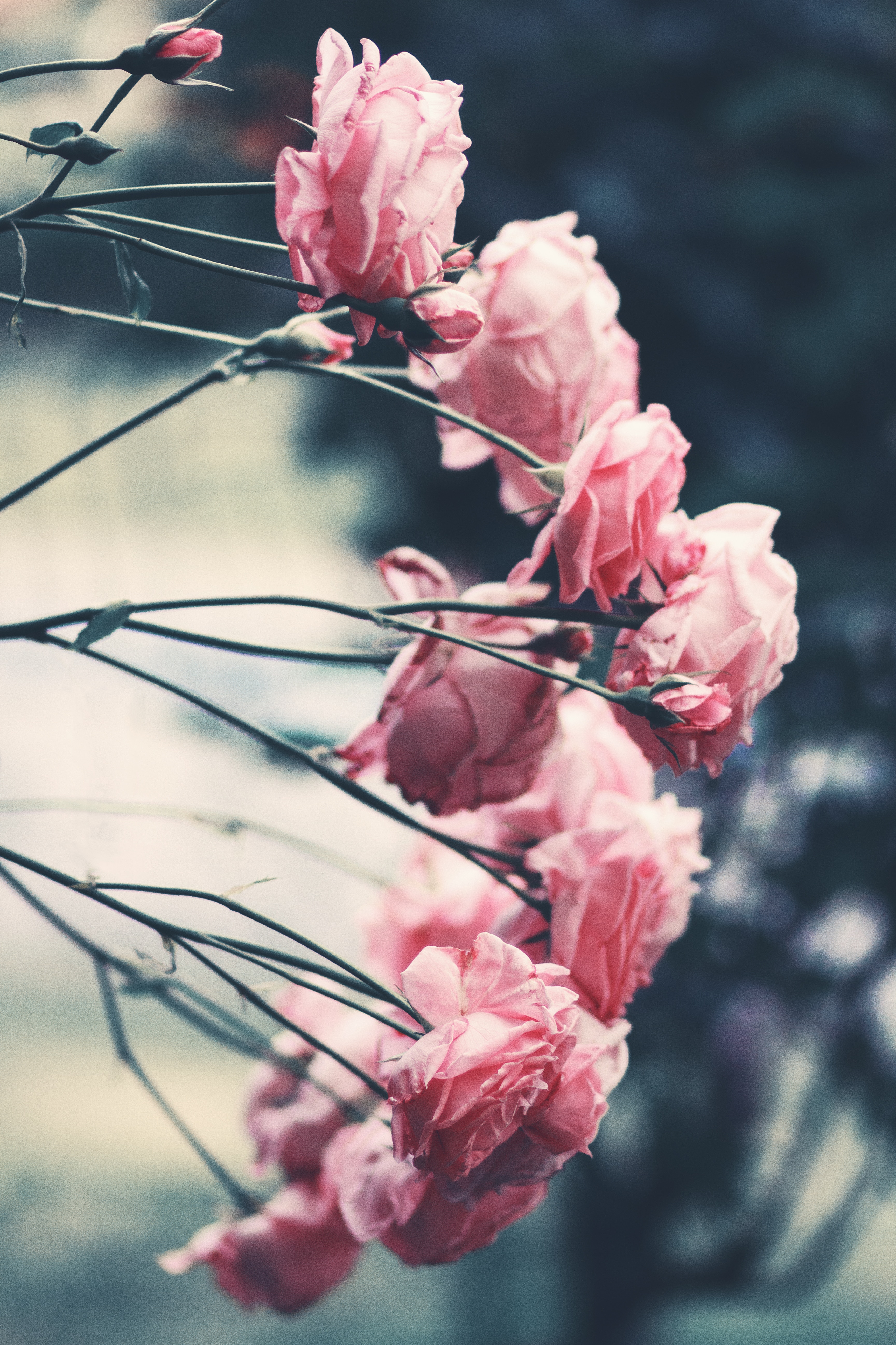 Download mobile wallpaper Bush, Flowers, Smooth, Blur, Pink, Garden, Roses for free.