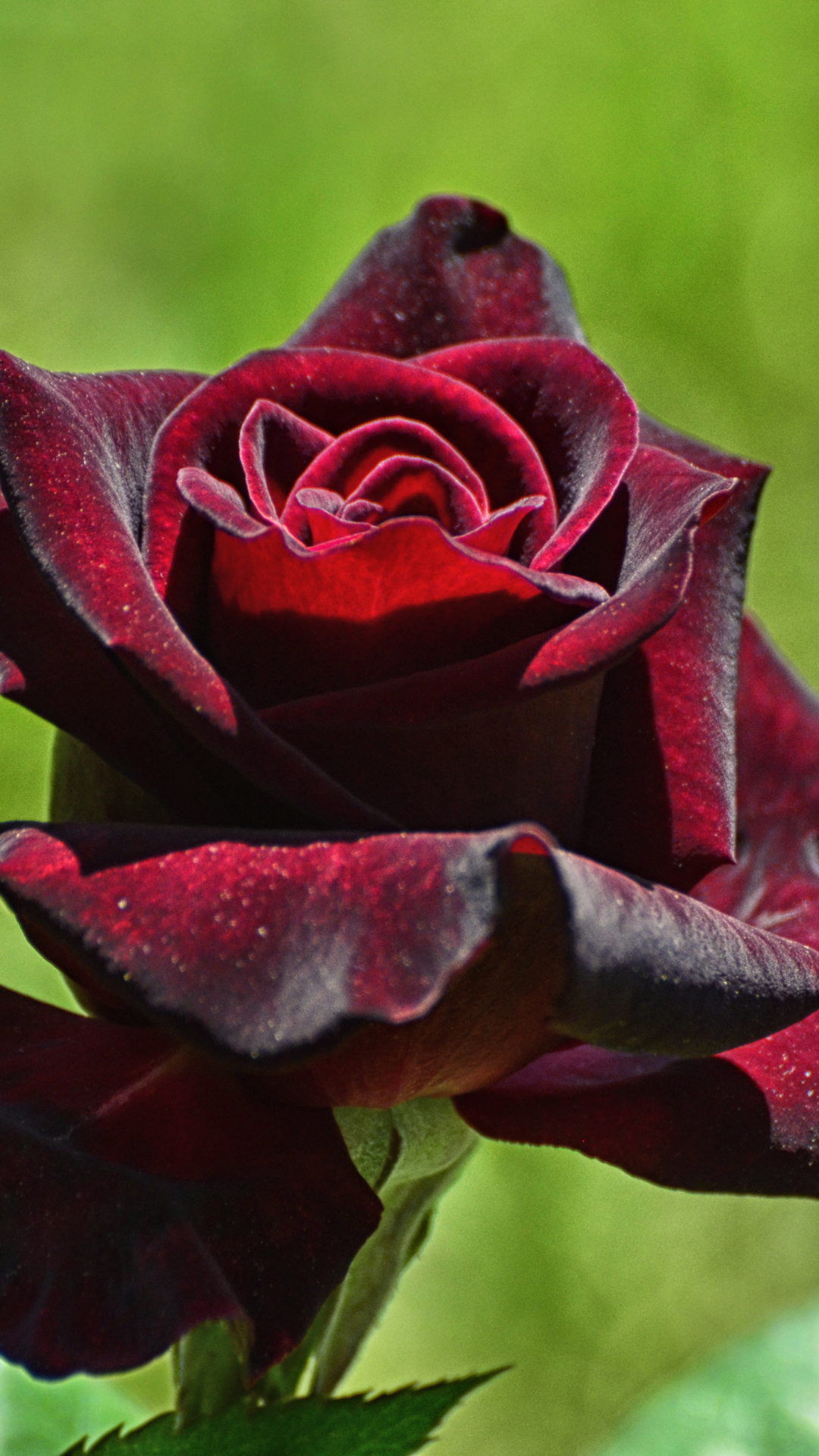 Descarga gratuita de fondo de pantalla para móvil de Flores, Rosa, Macro, Rosa Roja, Tierra/naturaleza, Macrofotografía.