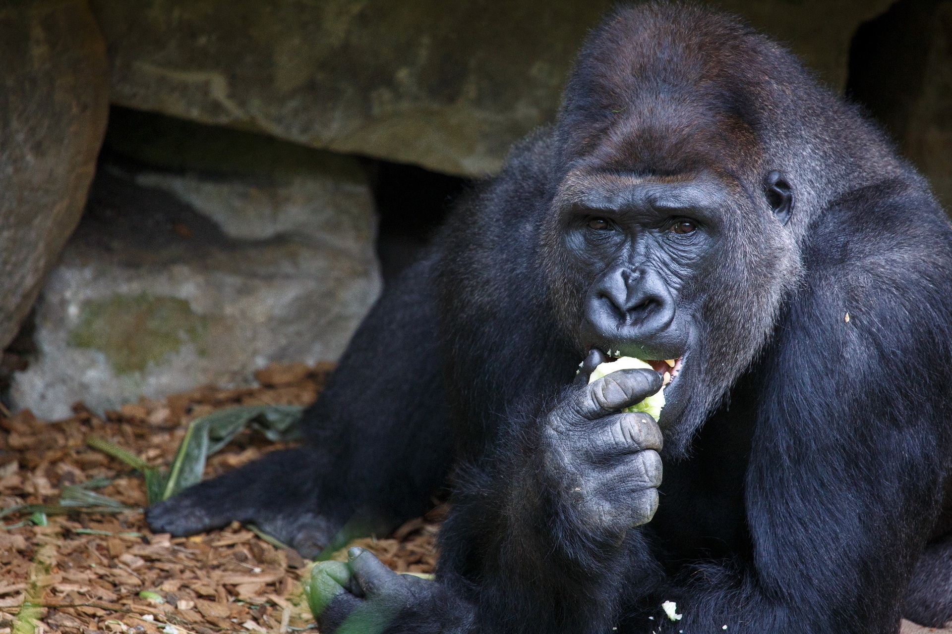Download mobile wallpaper Muzzle, Sit, Animals, Food, Gorilla for free.